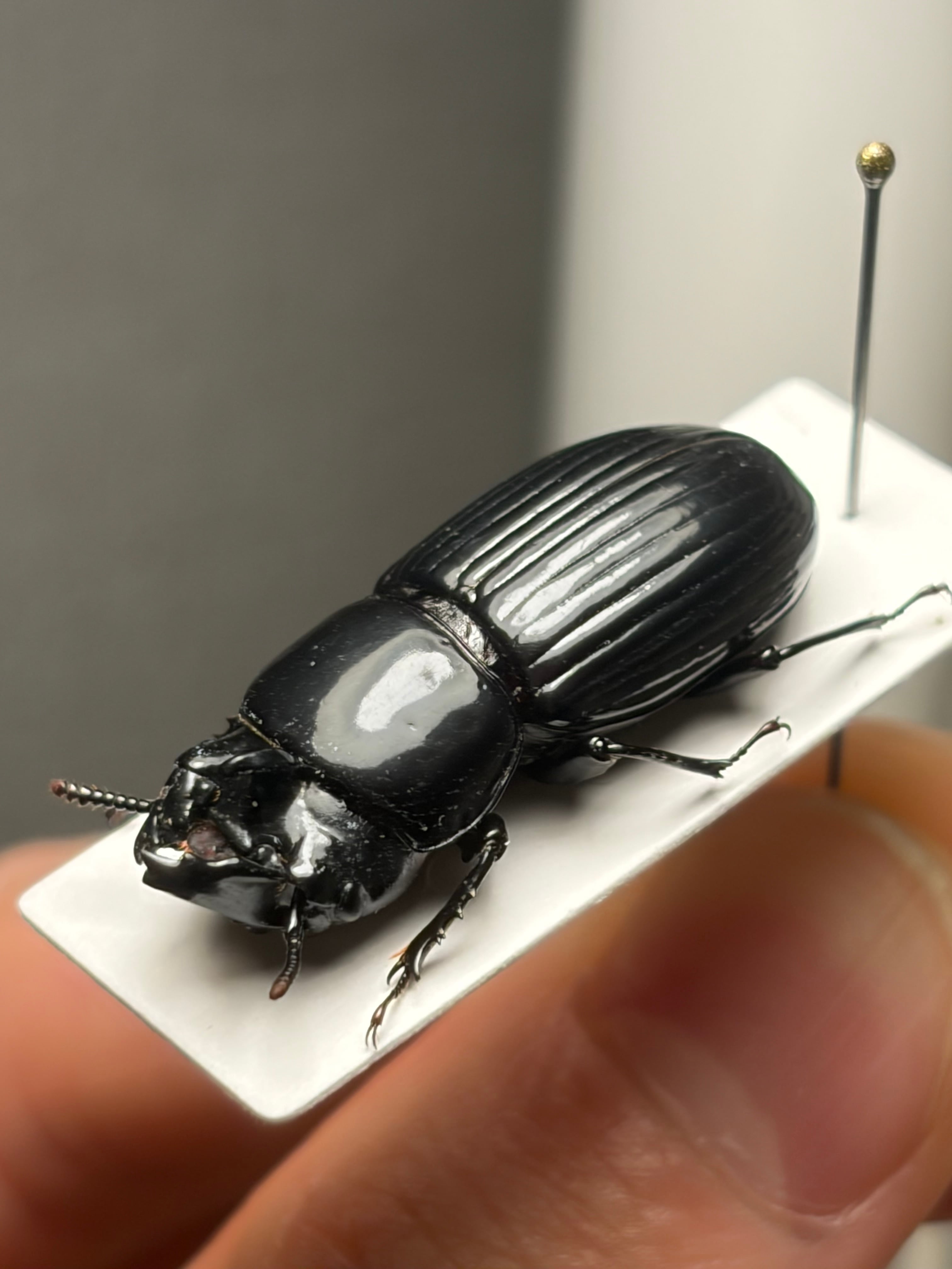 30mm】カラステングゴミムシダマシ 標本 Phrenapates | オモニキチュウ