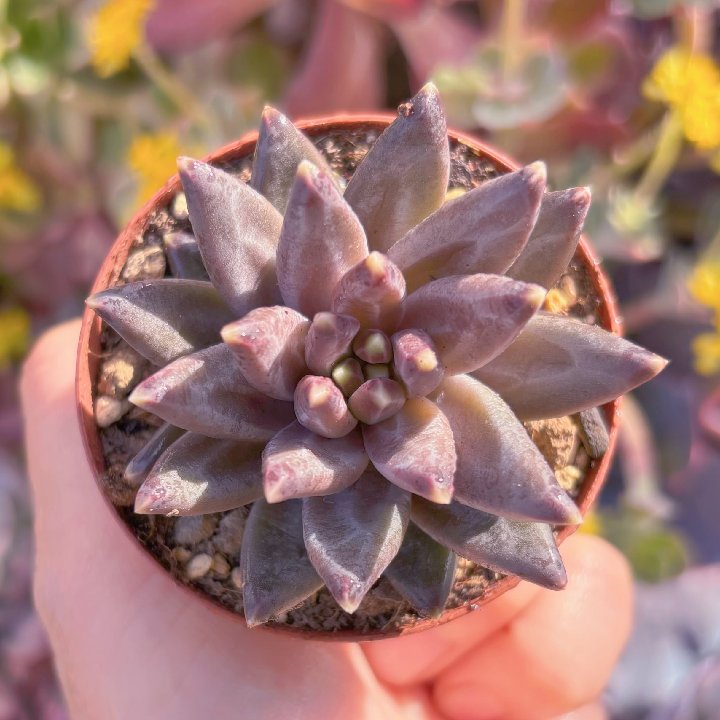 現品　ゴッホ#M168　新入荷　るる農園