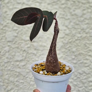 Sサイズ31〚フィランサス・ミラビリス〛Phyllanthus Mirabilis 塊根植物 コーデックス ポット発送