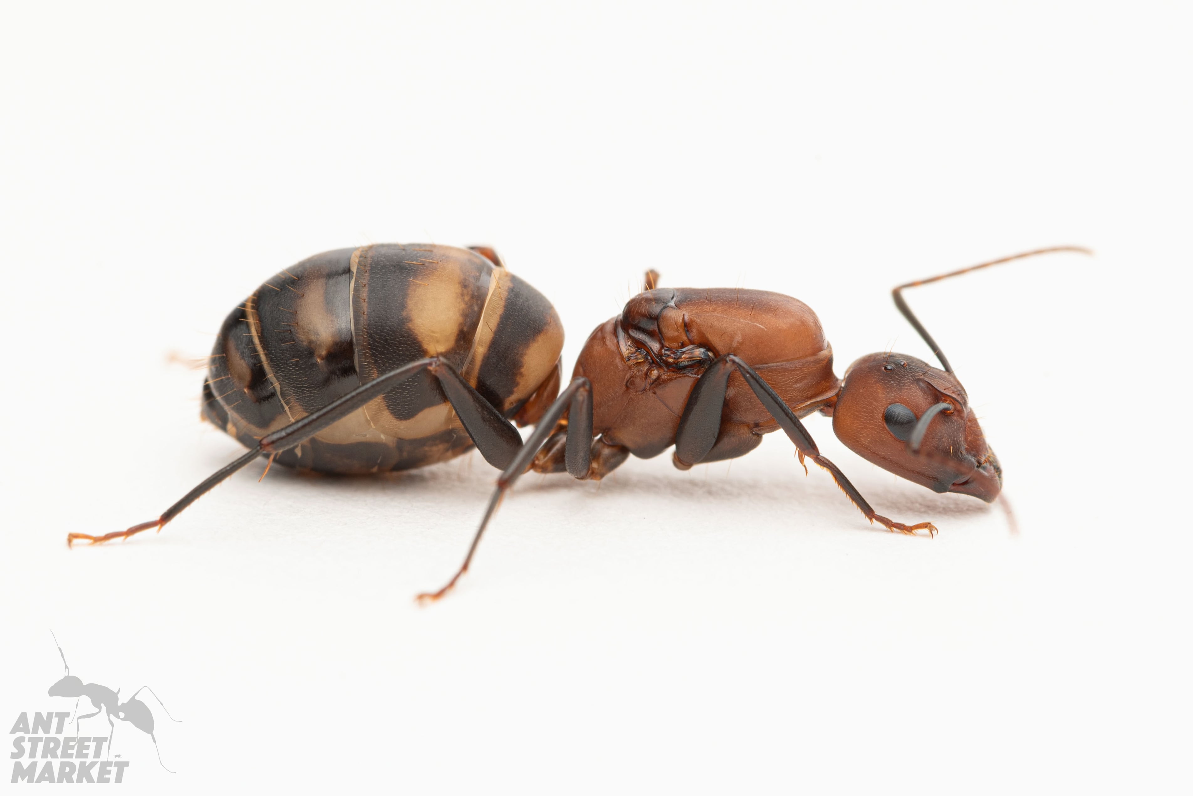 アリ | ANT STREET MARKET / アリ販売店