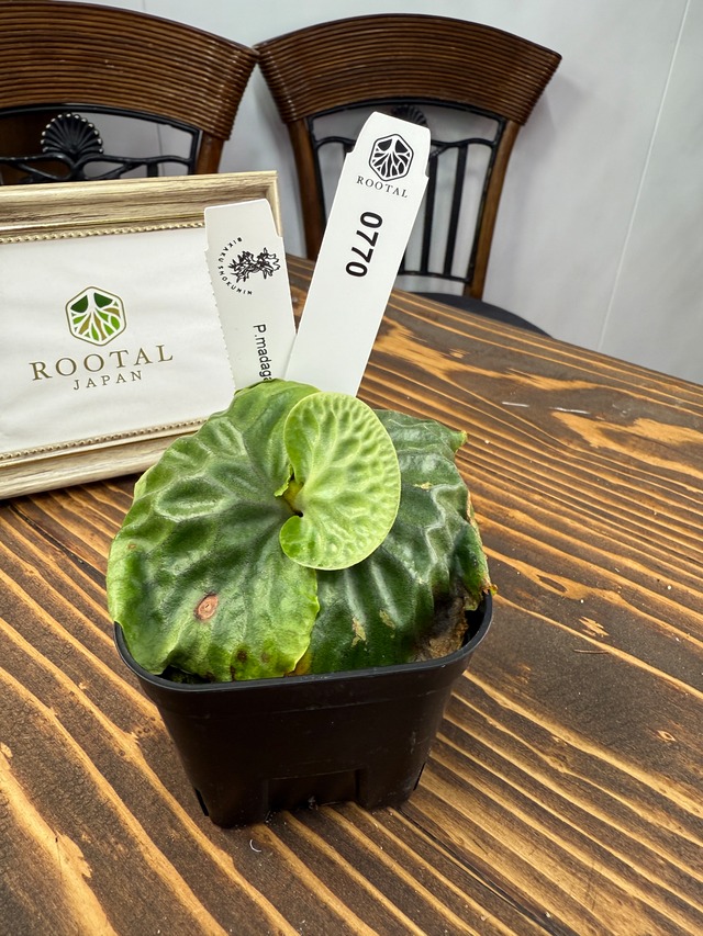 ★770 【原種の神秘、ここから育つ】ビカクシダ　マダガスカリエンス　SPORE