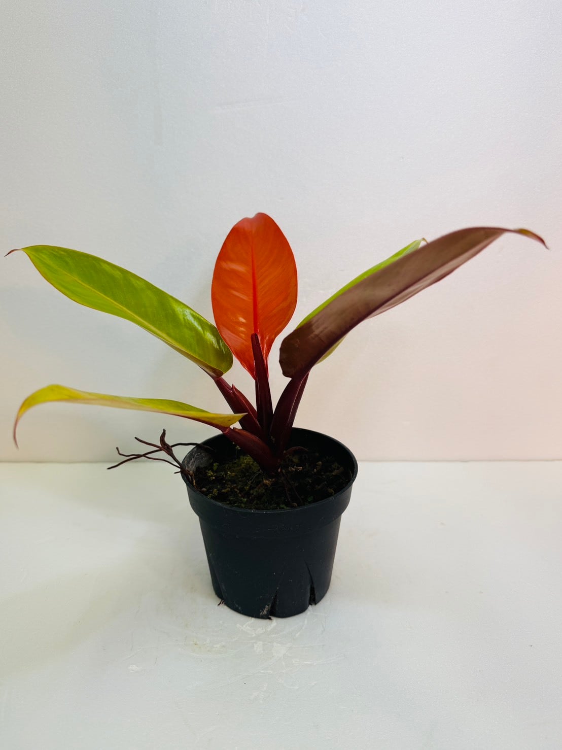観葉植物と雑貨のお店 VIVAGREEN
