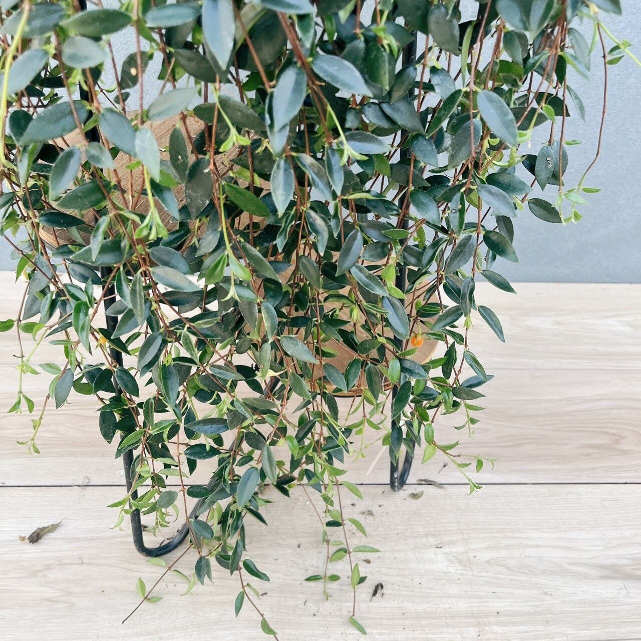 現品］80番 コドナンテ クラシフォリア 5号 観葉植物 吊り鉢