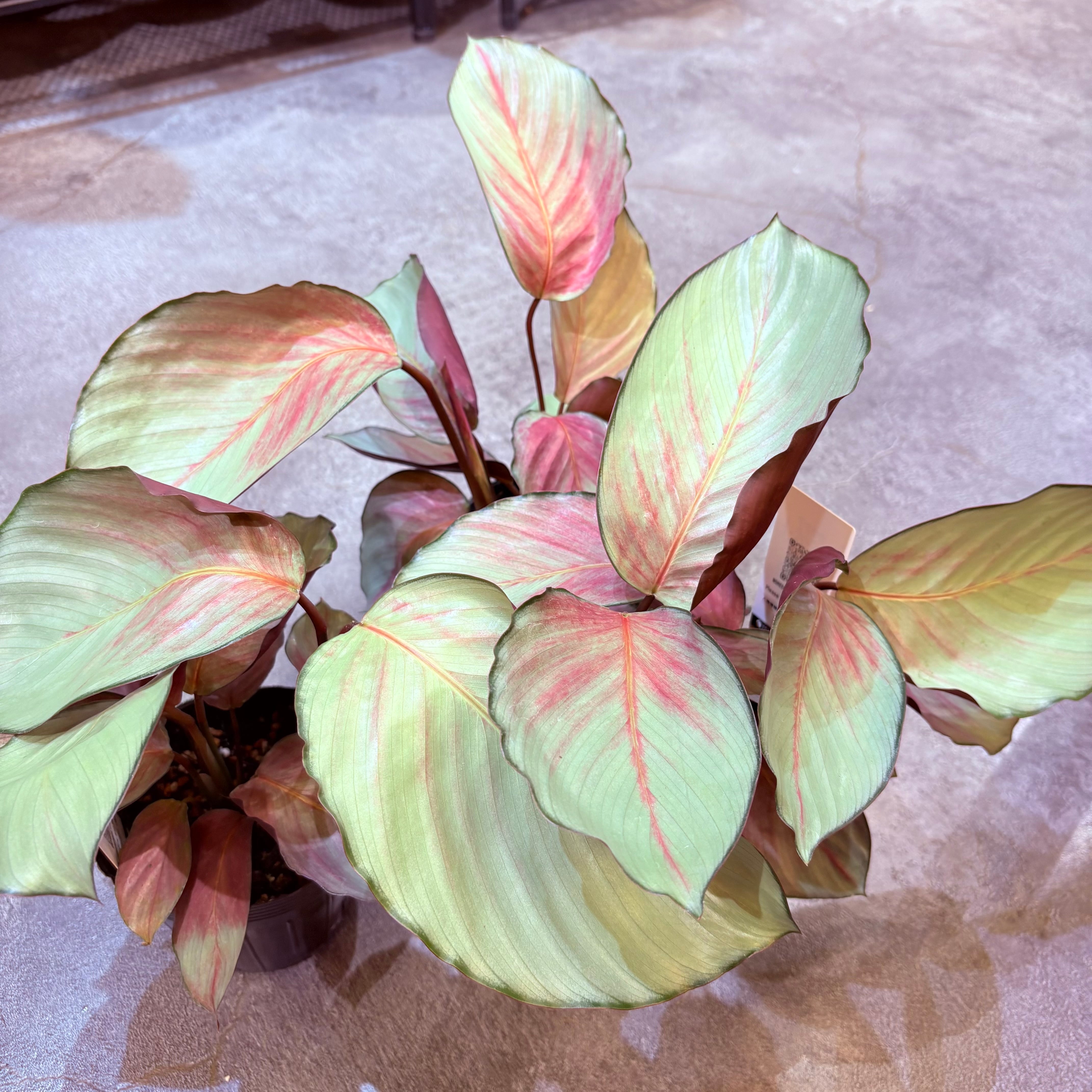 カラテア シルバープレート 3.5号 | Green Vibes 宇都宮市の観葉植物専門店