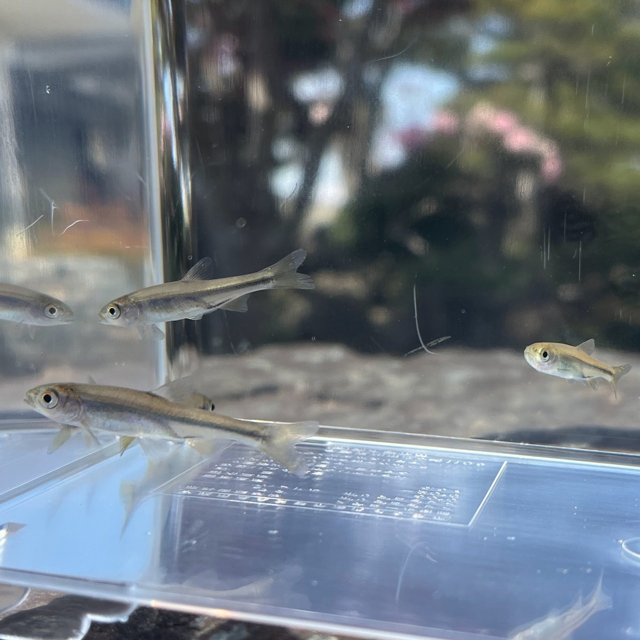 ※セット販売※ (淡水魚)ヌマムツ 2~4cm± (3匹)【生体】