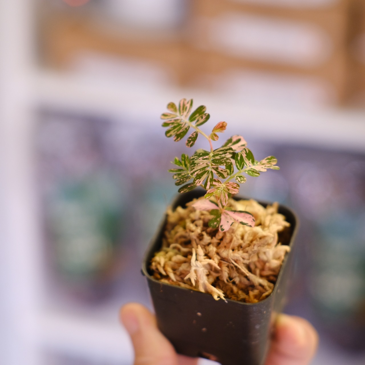 Phyllanthus urinaria 'Pink Variegated'│フィランサス・ウリナリア ピンク斑入り⑧│観葉植物