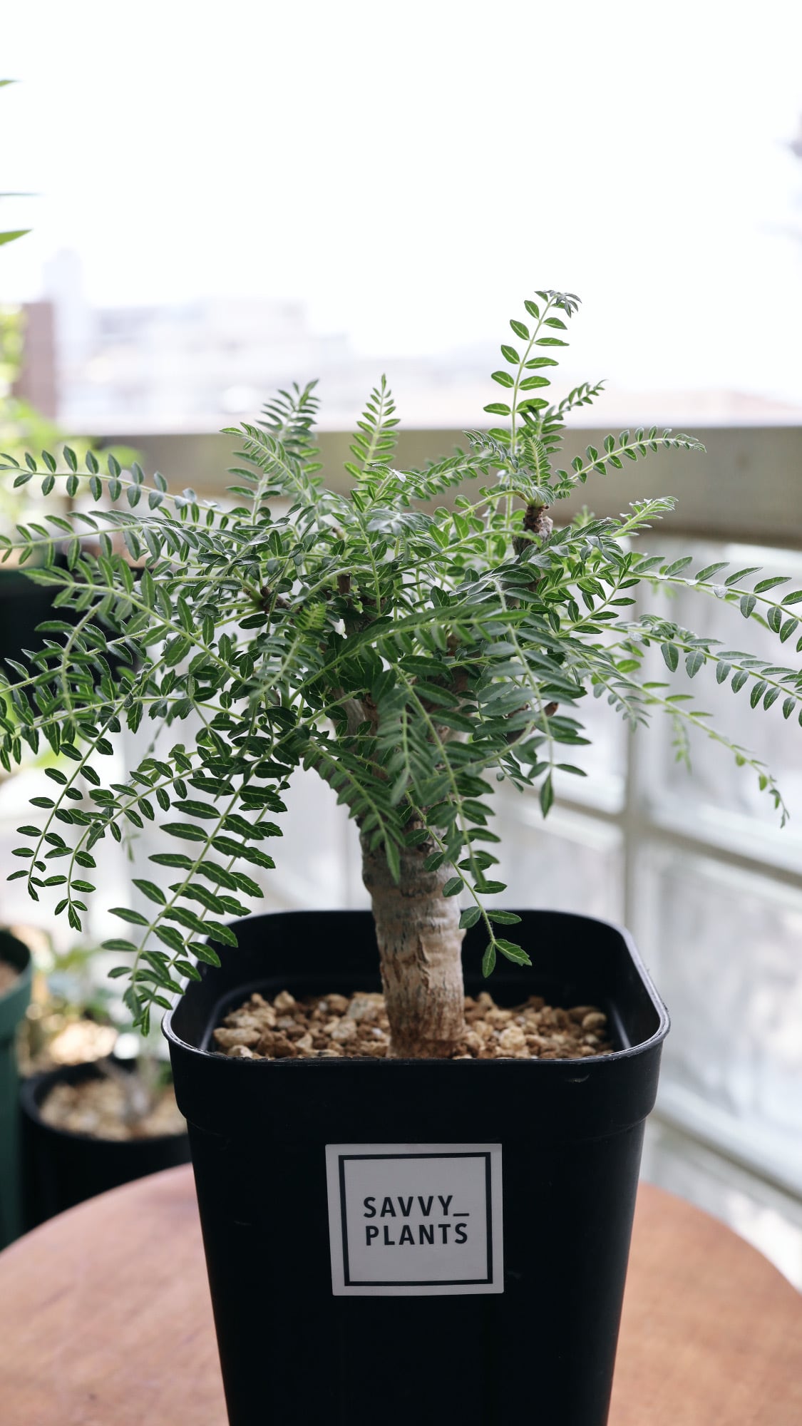 ボスウェリア ネグレクタ | Boswellia neglecta（実生）_01 | SAVVY PLANTS 