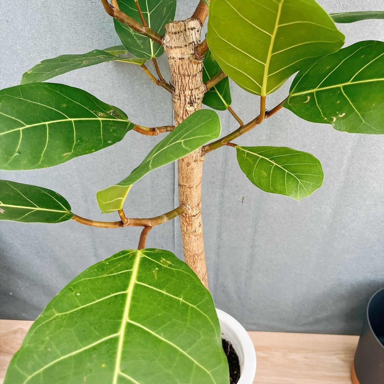 現品］【希少】5番 フィカス アフリカンプリンス 8号 観葉植物 室内
