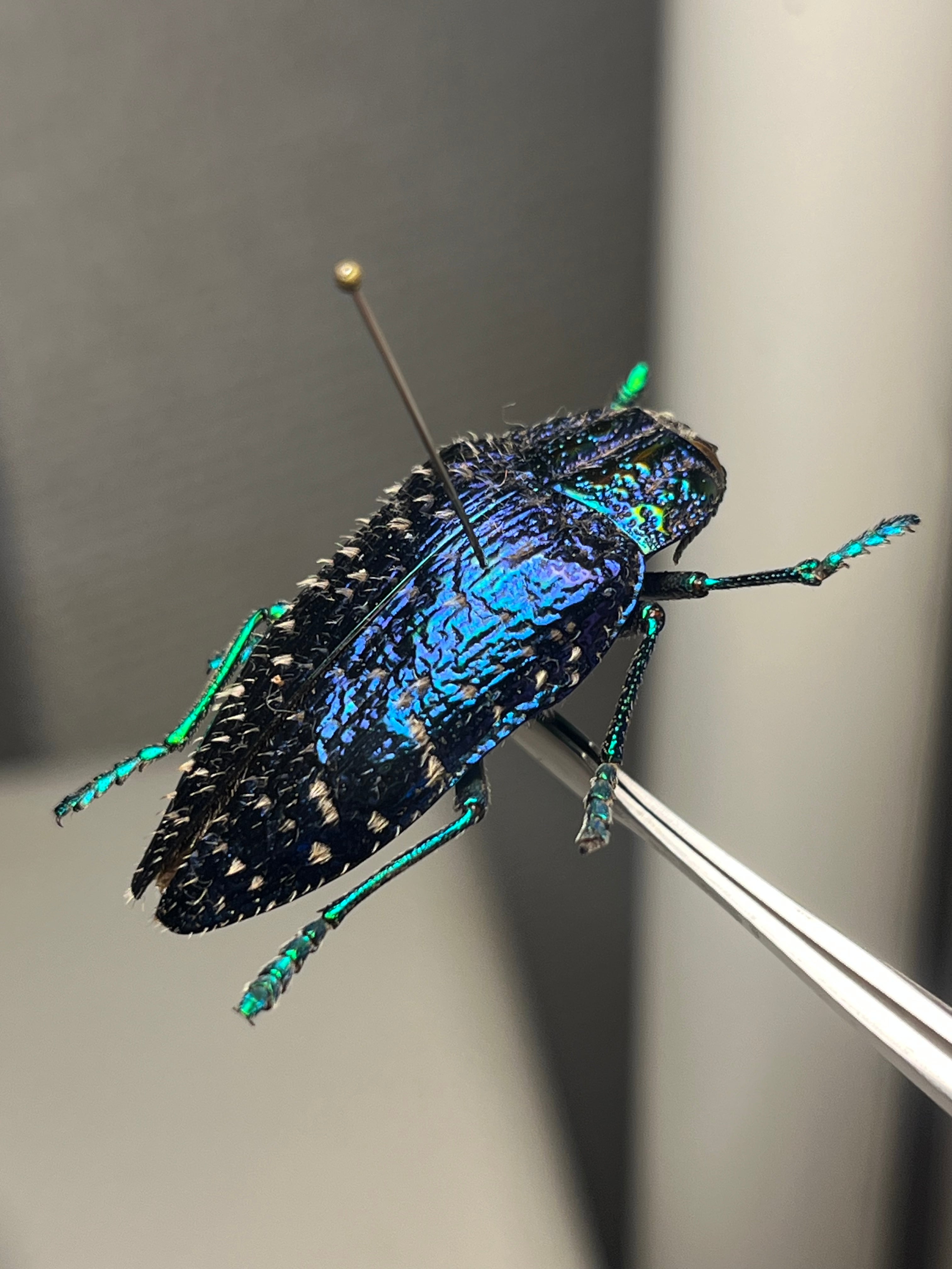 33mm】裏がとんでもなく美しいニシキカワリタマムシ スハンダエ
