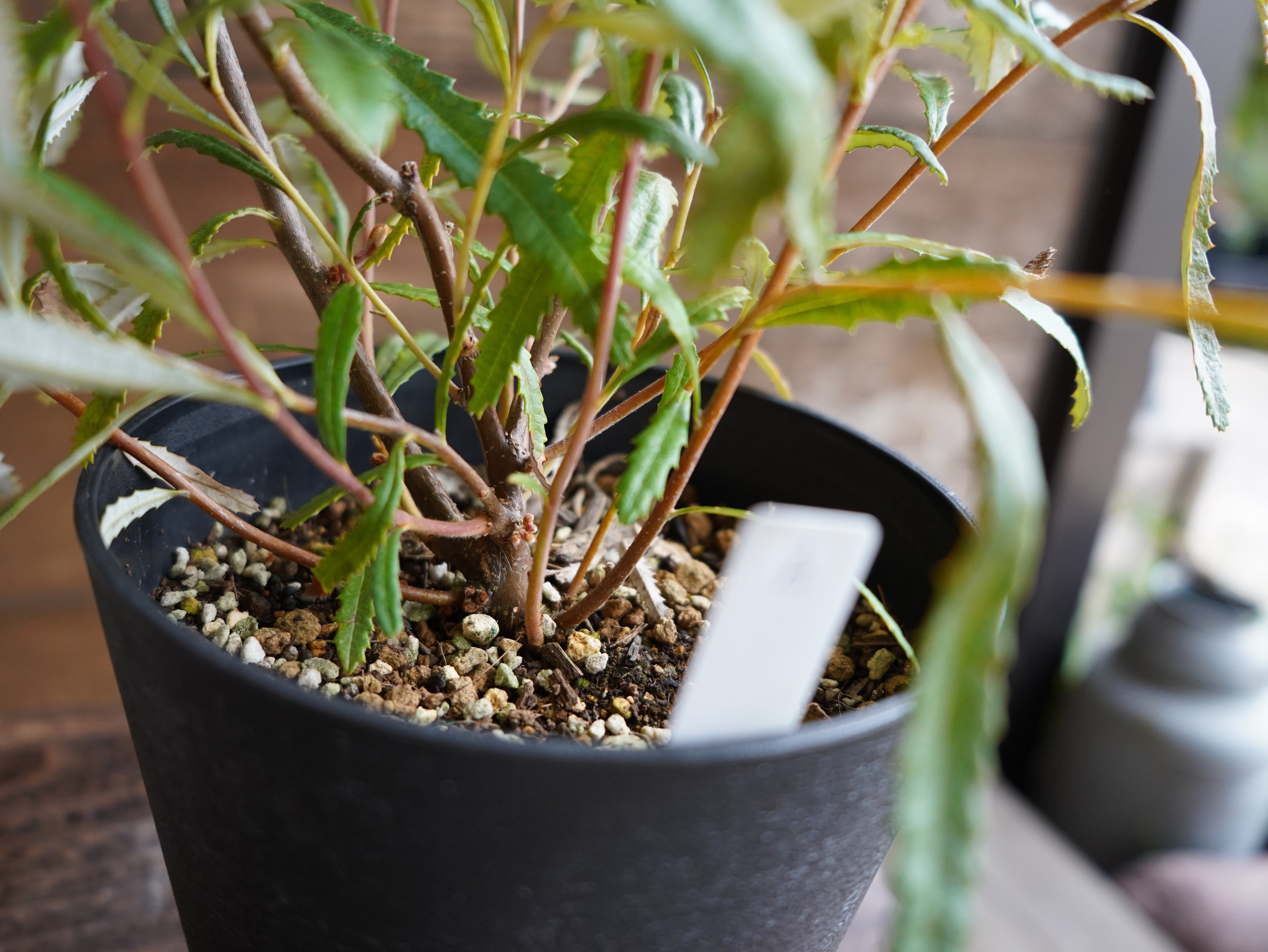 【現物】バンクシア　”オブロンギフォリア”　A