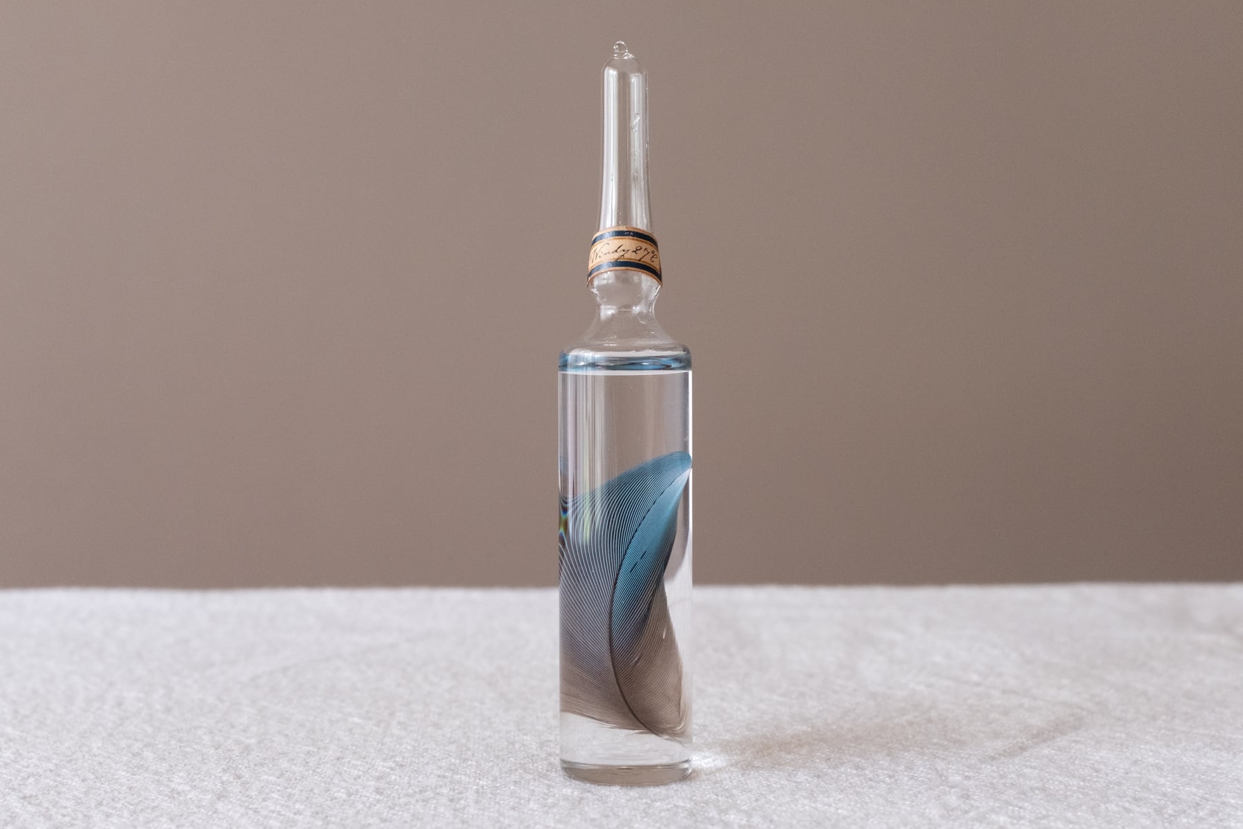 風の標本 - 羽 | ATELIER de MIOMORI｜アトリエ・ド・ミオモリ