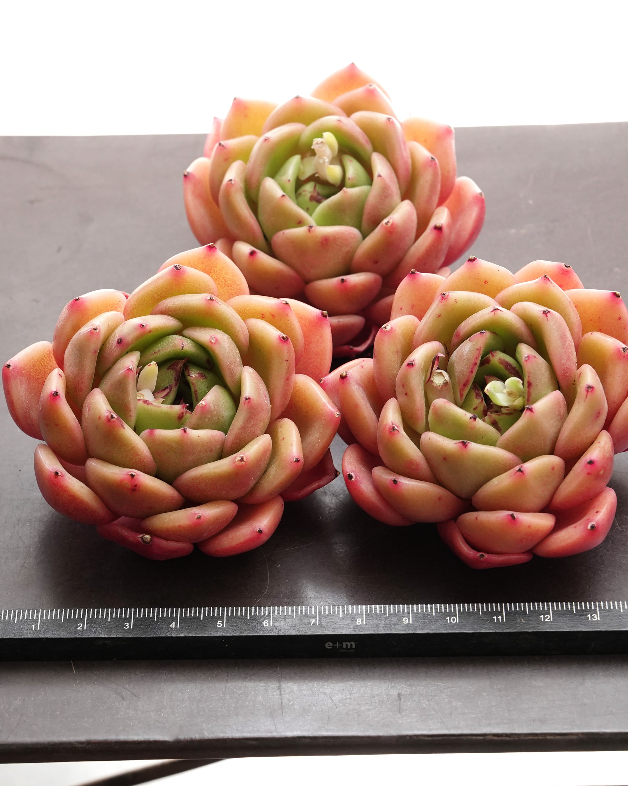 カット苗 レモンサマー Echeveria 'Lemon Summer' | PUKUBOOK SUCCULENTS
