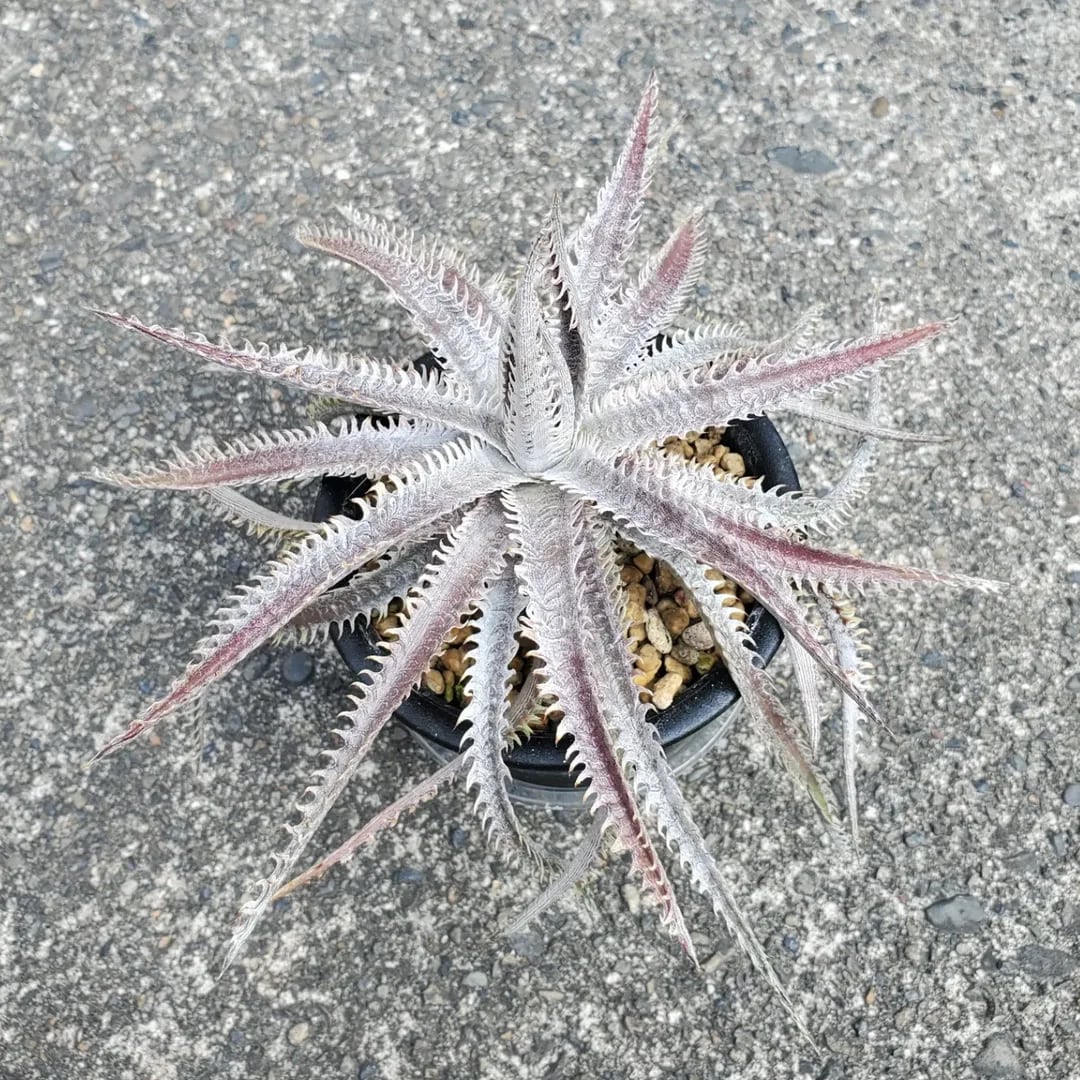 ハイブリッド系 | レアプランツ通販サイトPlants Maniax（プランツ