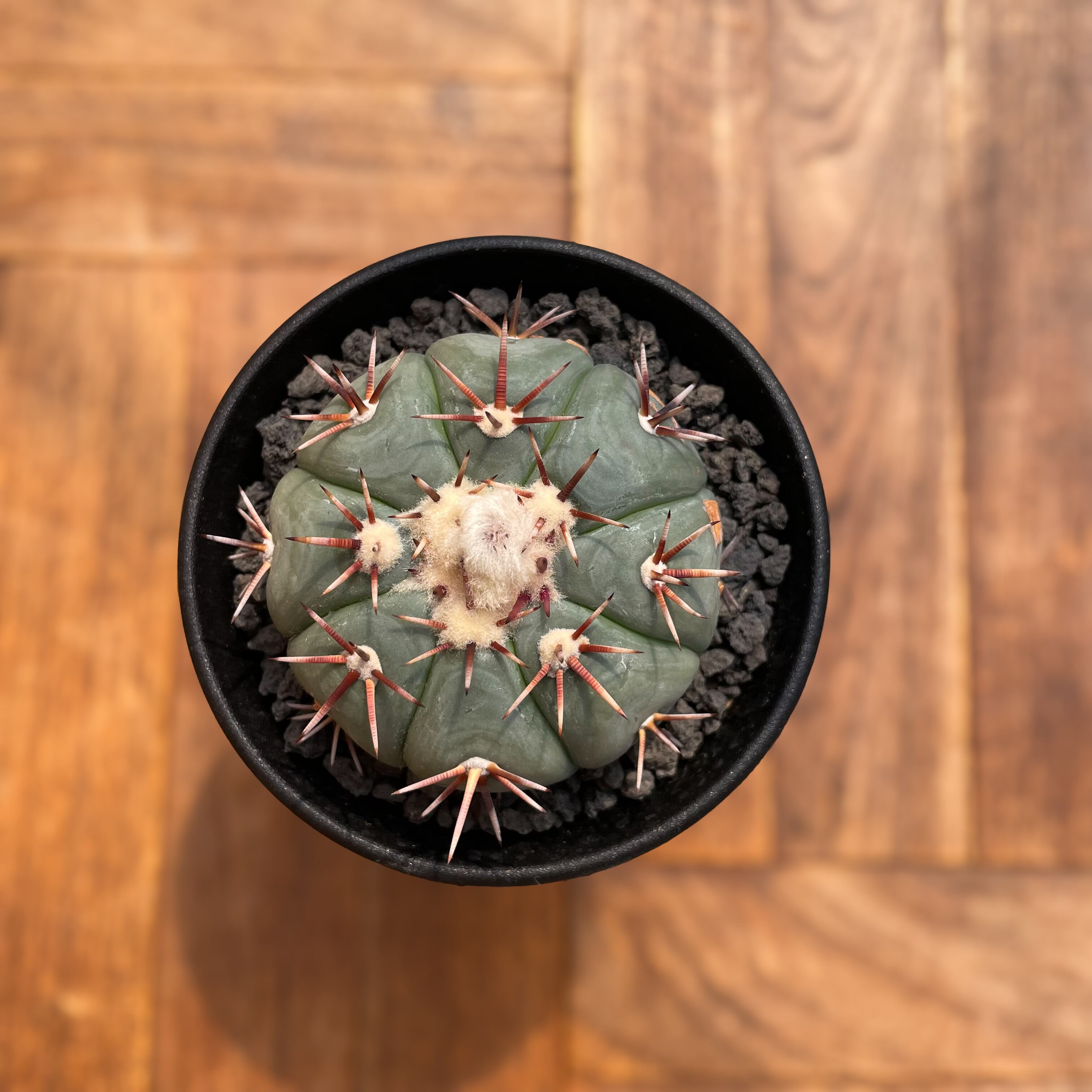 Echinocactus horizonthalonius【エキノカクタス・太平丸】 | RIMO'S