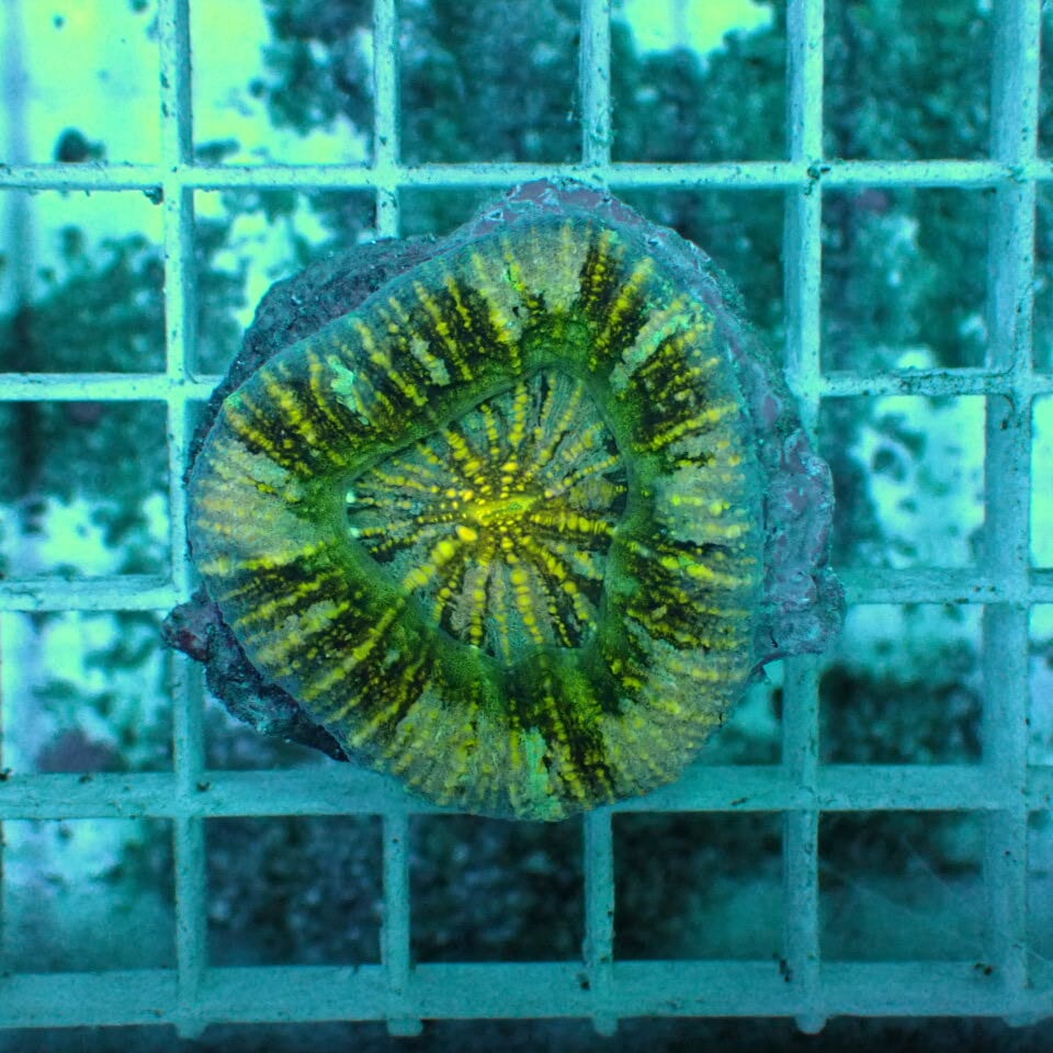 スコリミア | HOUSE REEF(ハウスリーフ)サンゴ・海水魚・海藻・通販