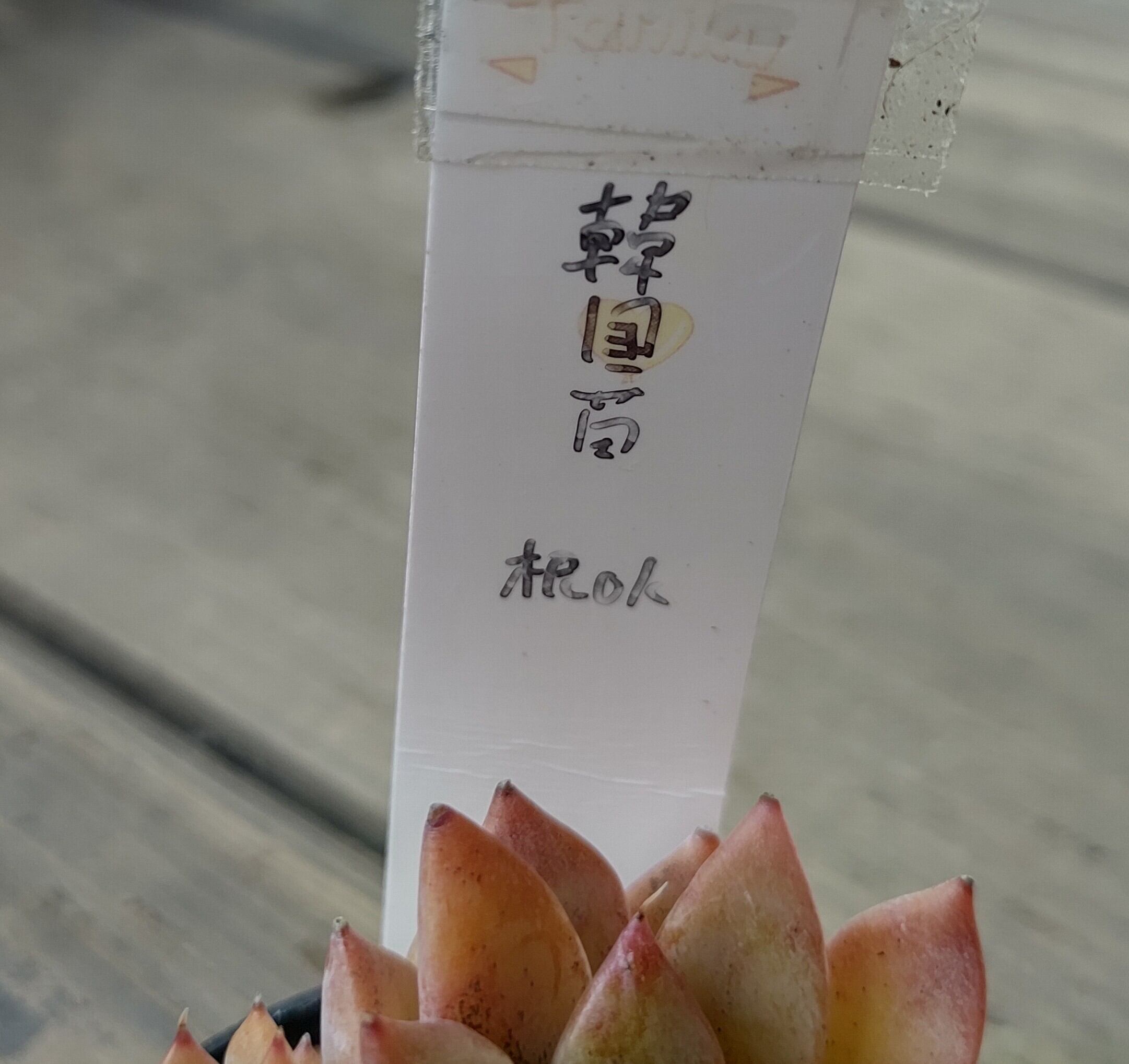 韓国苗 | RuPo 多肉植物専門店