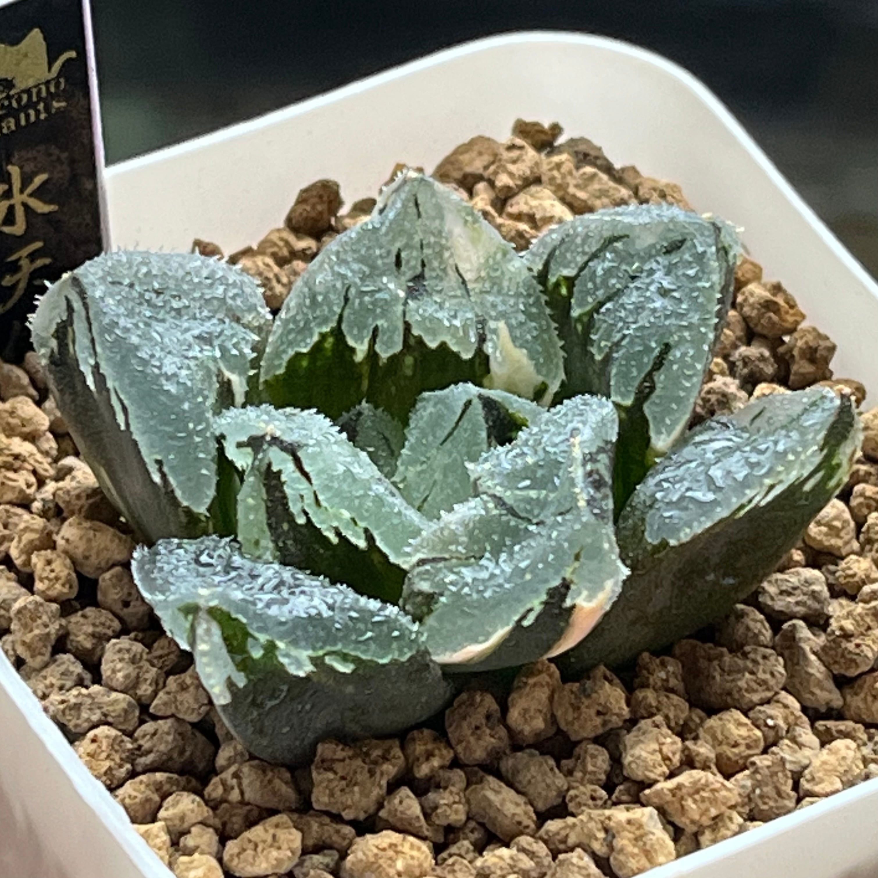 ハオルチア ブルコン般若 | mocono_plants