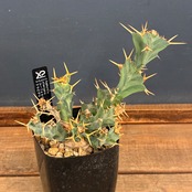【クリアランスセール対象商品】ユーフォルビア　クラビゲラ【1012】【再撮影】【▼】