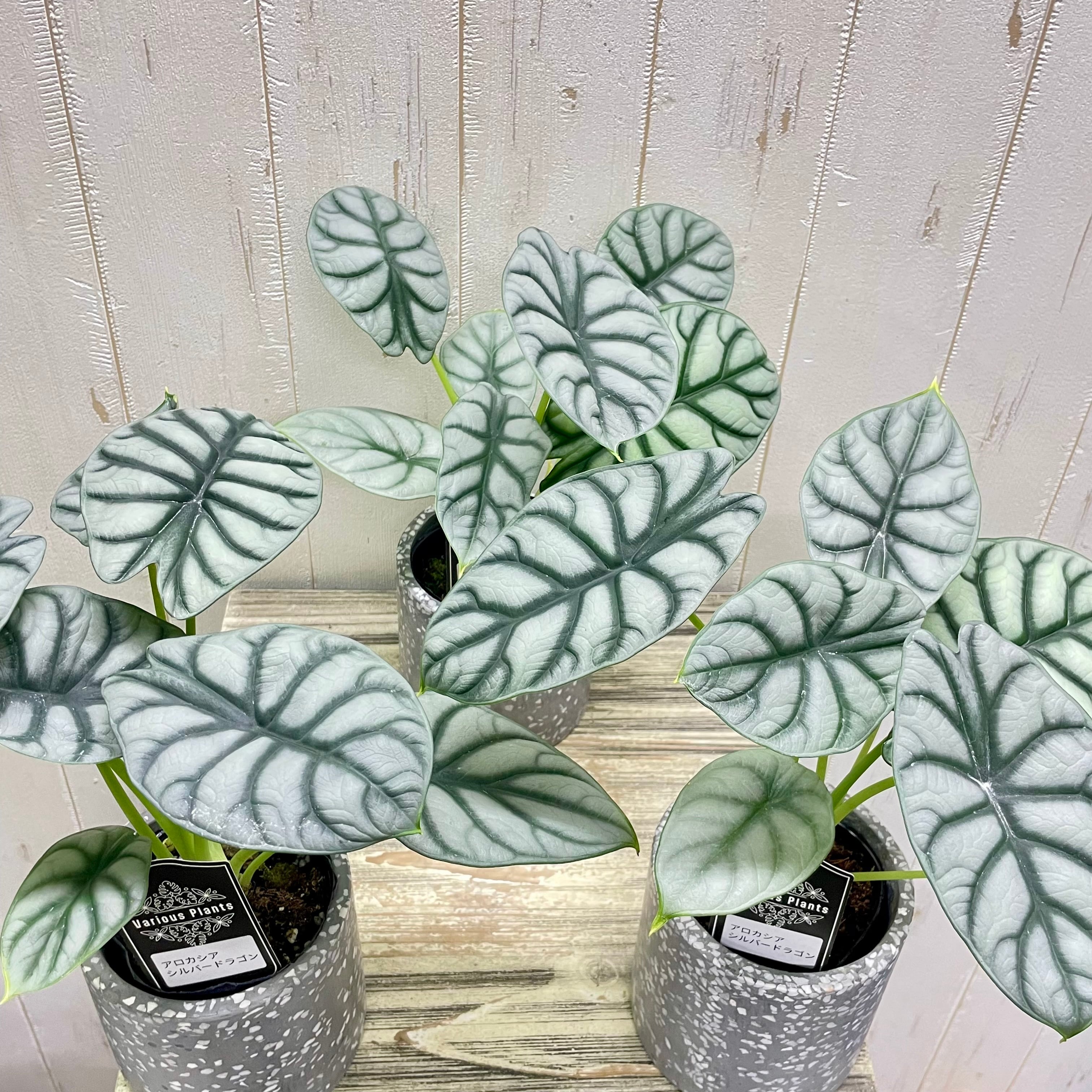 アロカシア シルバードラゴン／裏側まで美しい銀葉の人気品種／鉢
