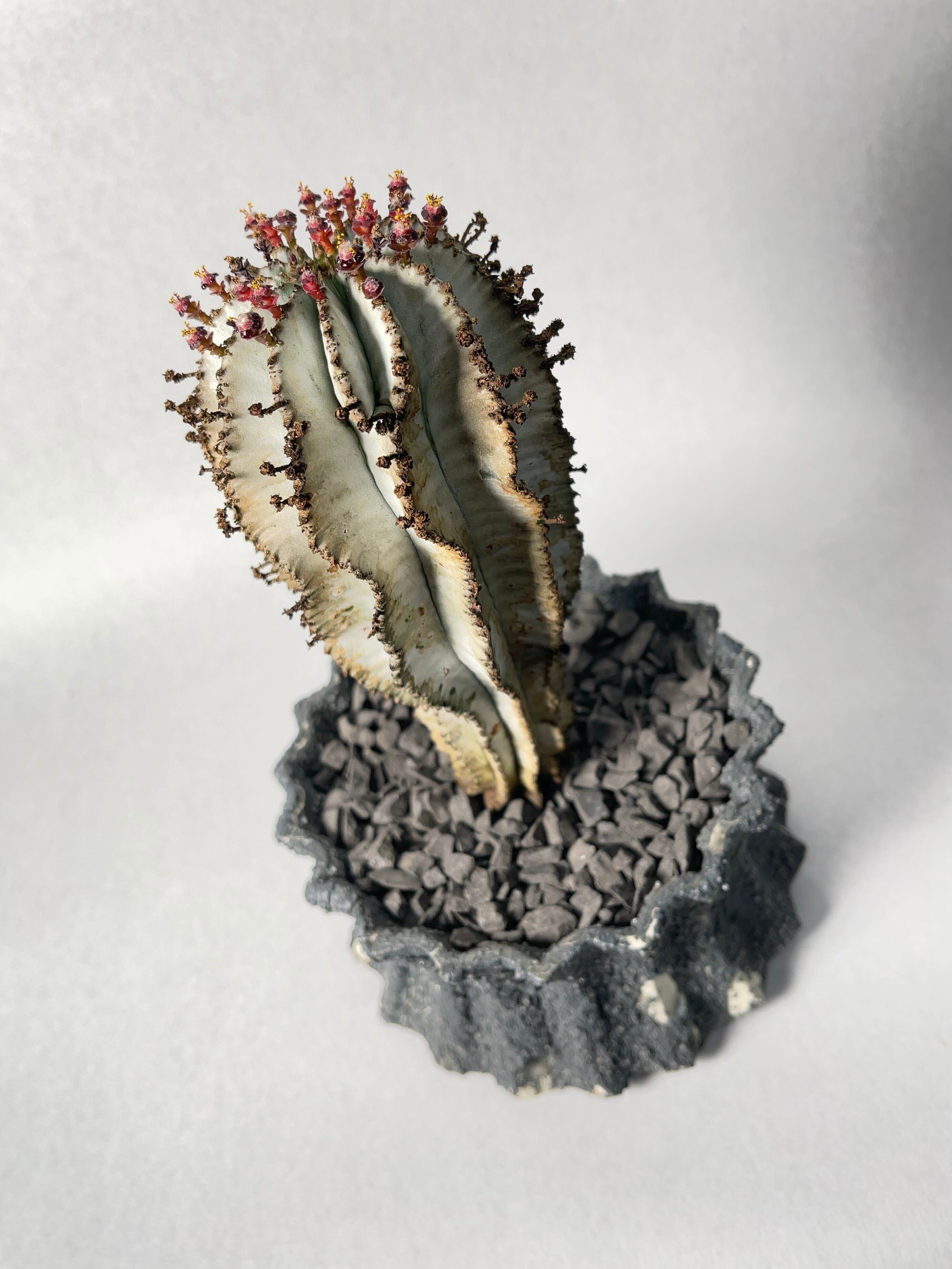 ユーフォルビア ポリゴナ スノーフレーク 実生 ホリダ 3寸