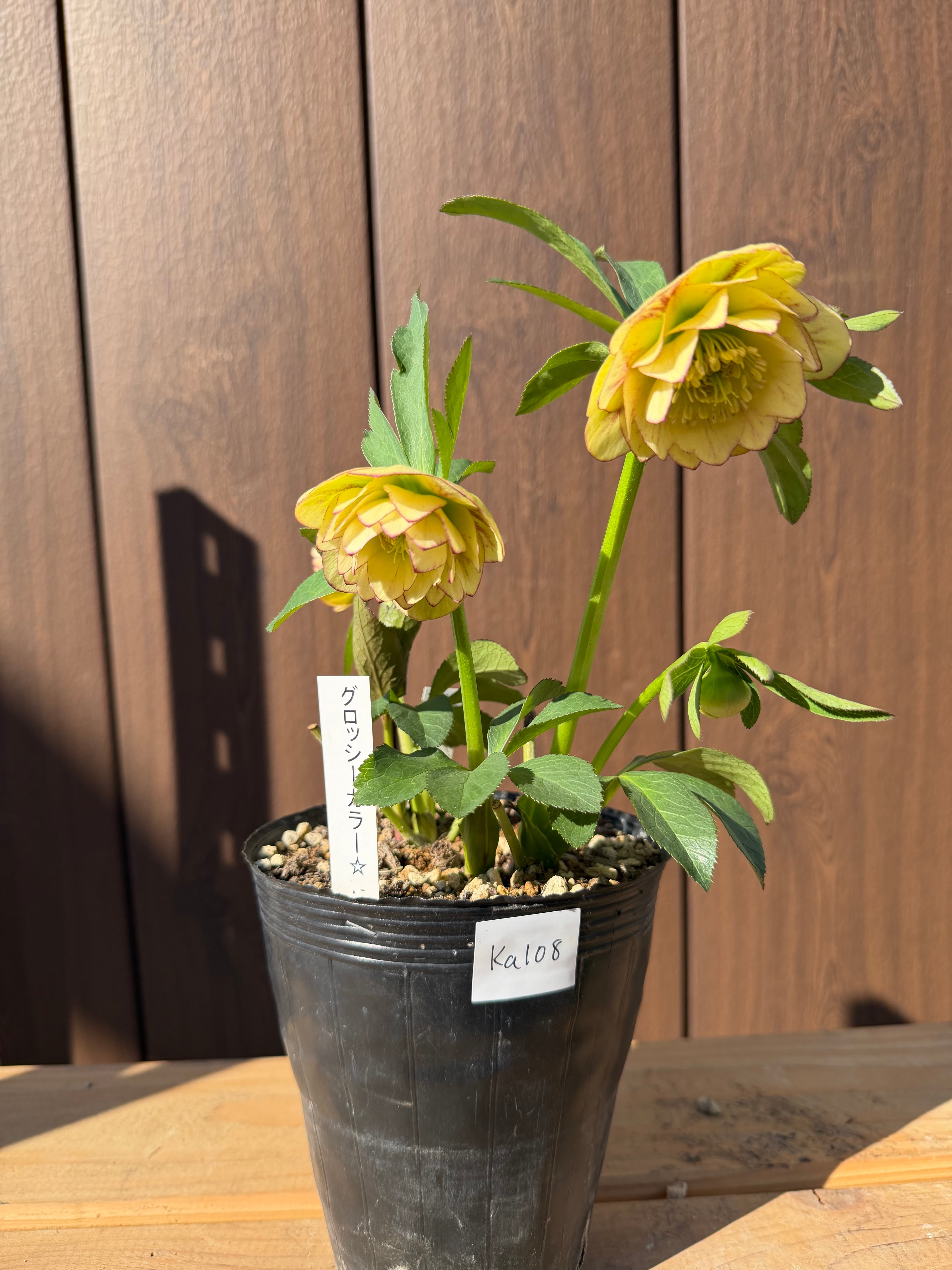 グロッシーカラー☆イエロープリマ系 加藤農園 クリスマスローズ