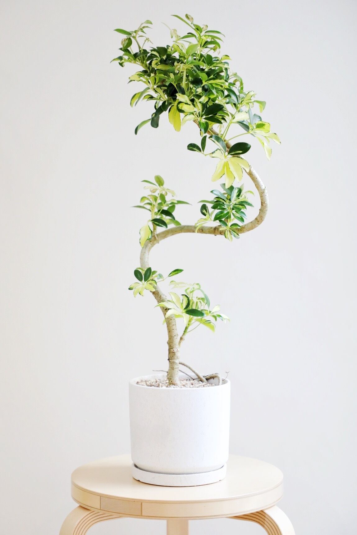 M】シェフレラ グランディ/ Schefflera | 【厳選植物・器】MIDORI