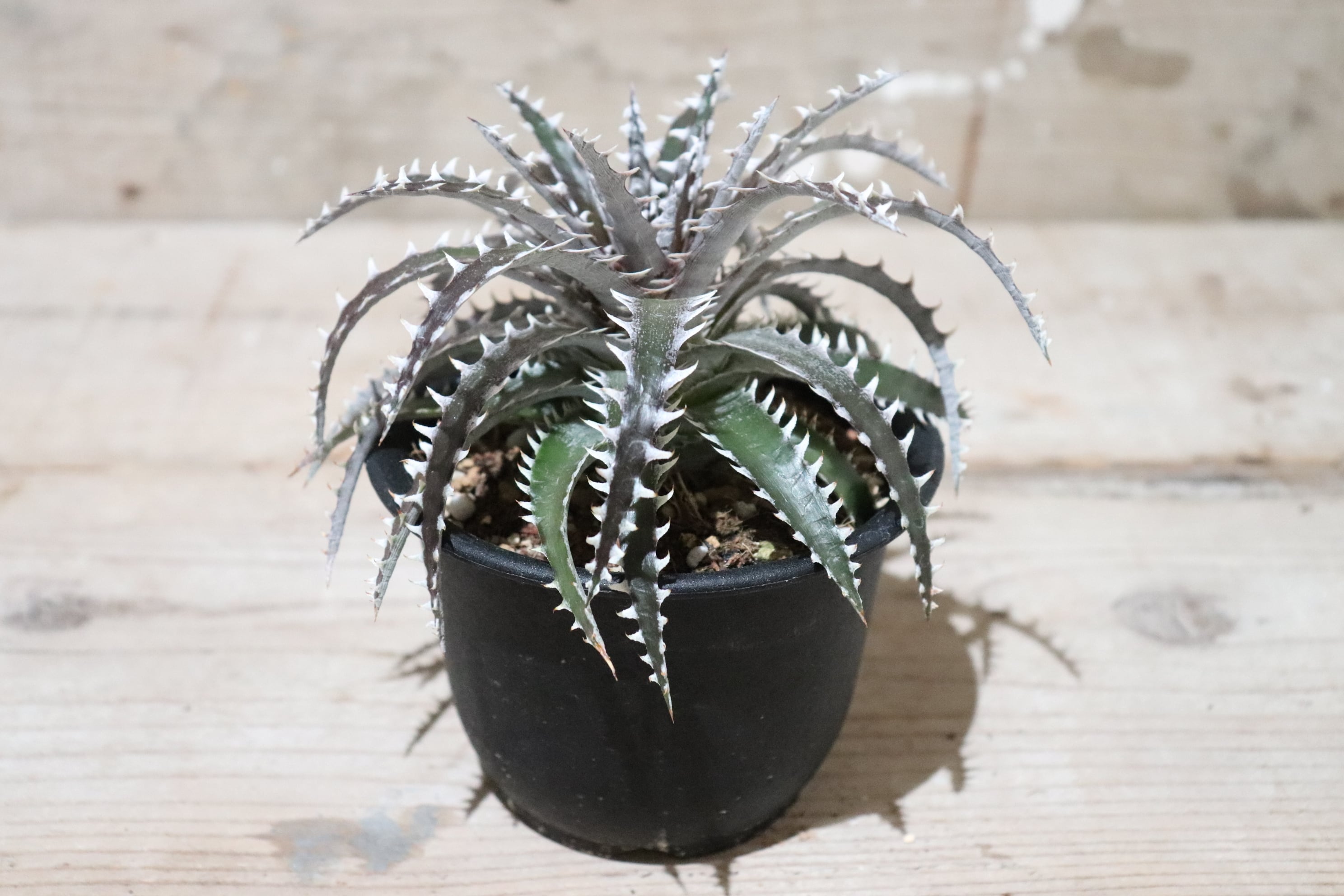 ディッキア ビルベイカー Dyckia tracking code AAA