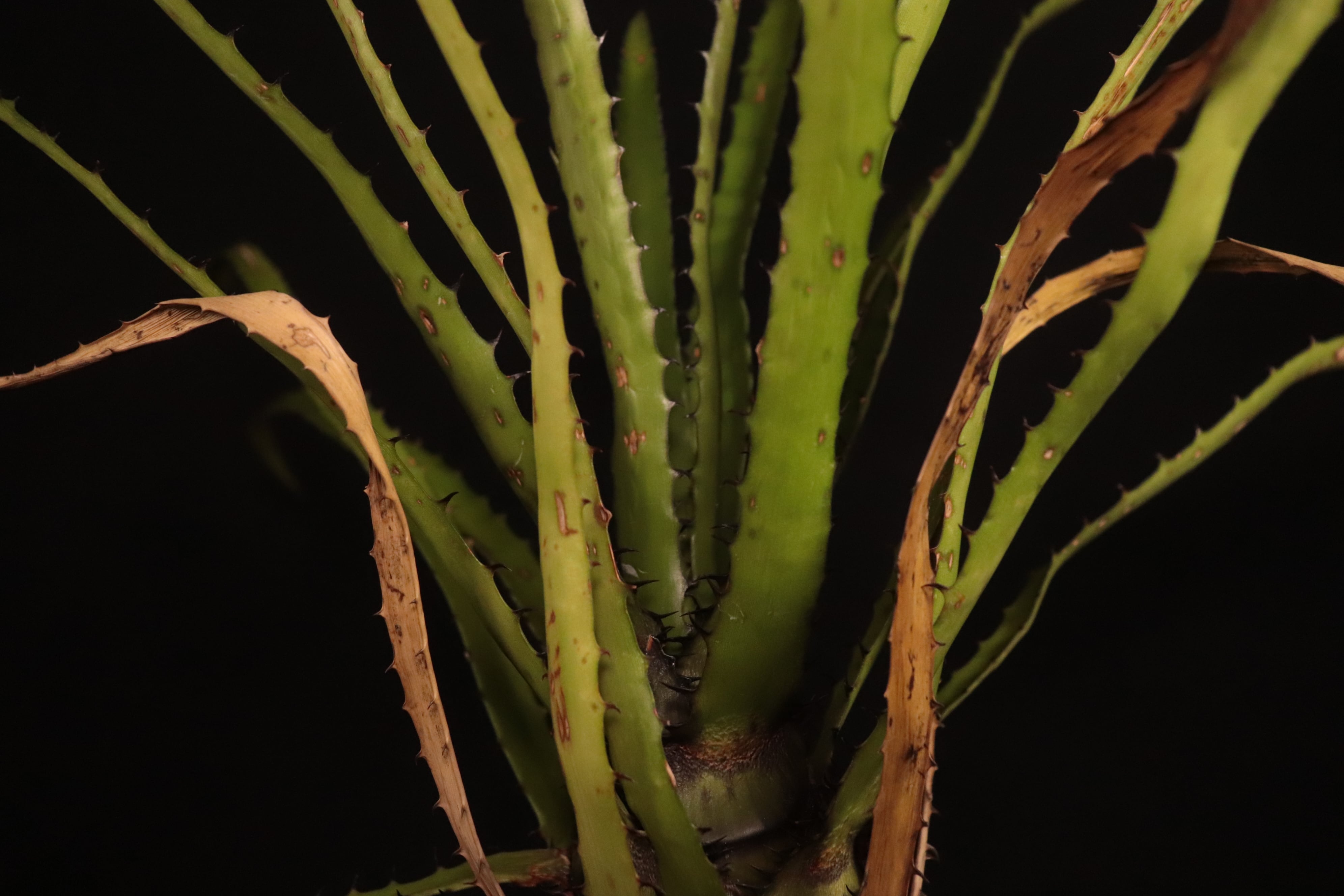 送料無料】Aechmea egleriana〔エクメア〕現品発送A0120 | plane plants