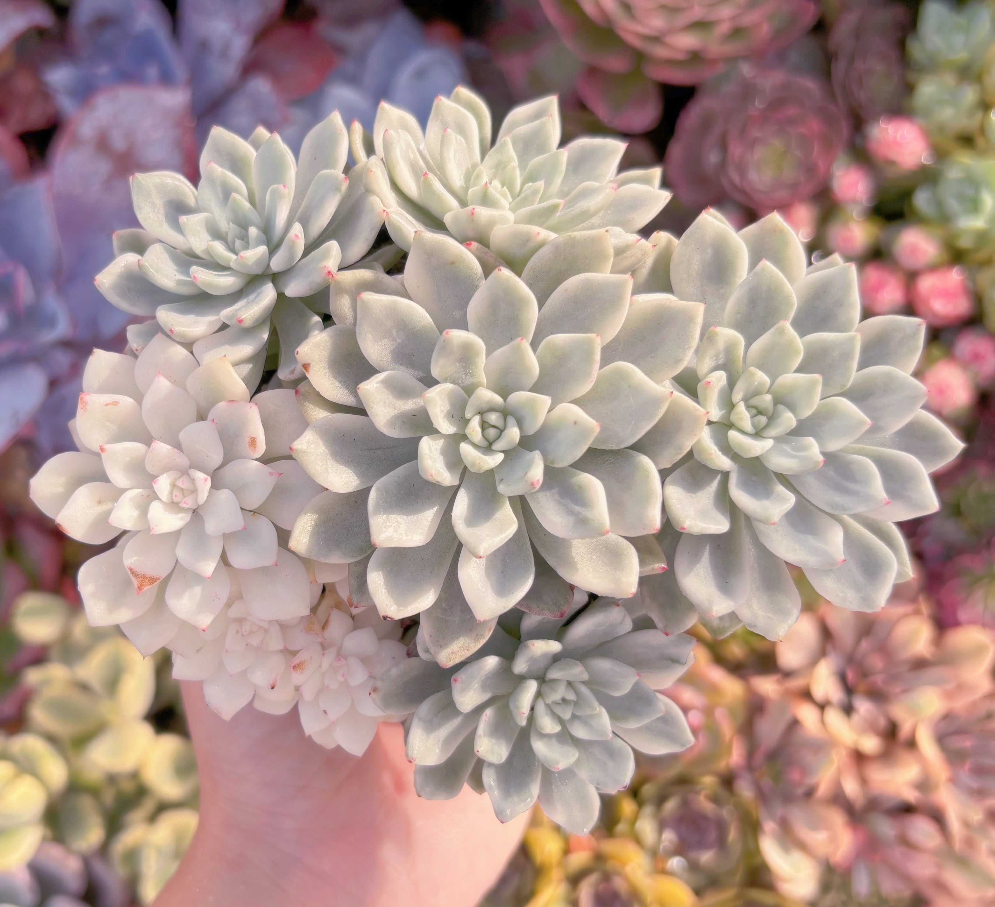 現品　雪の女王錦#F031　群生　るる農園