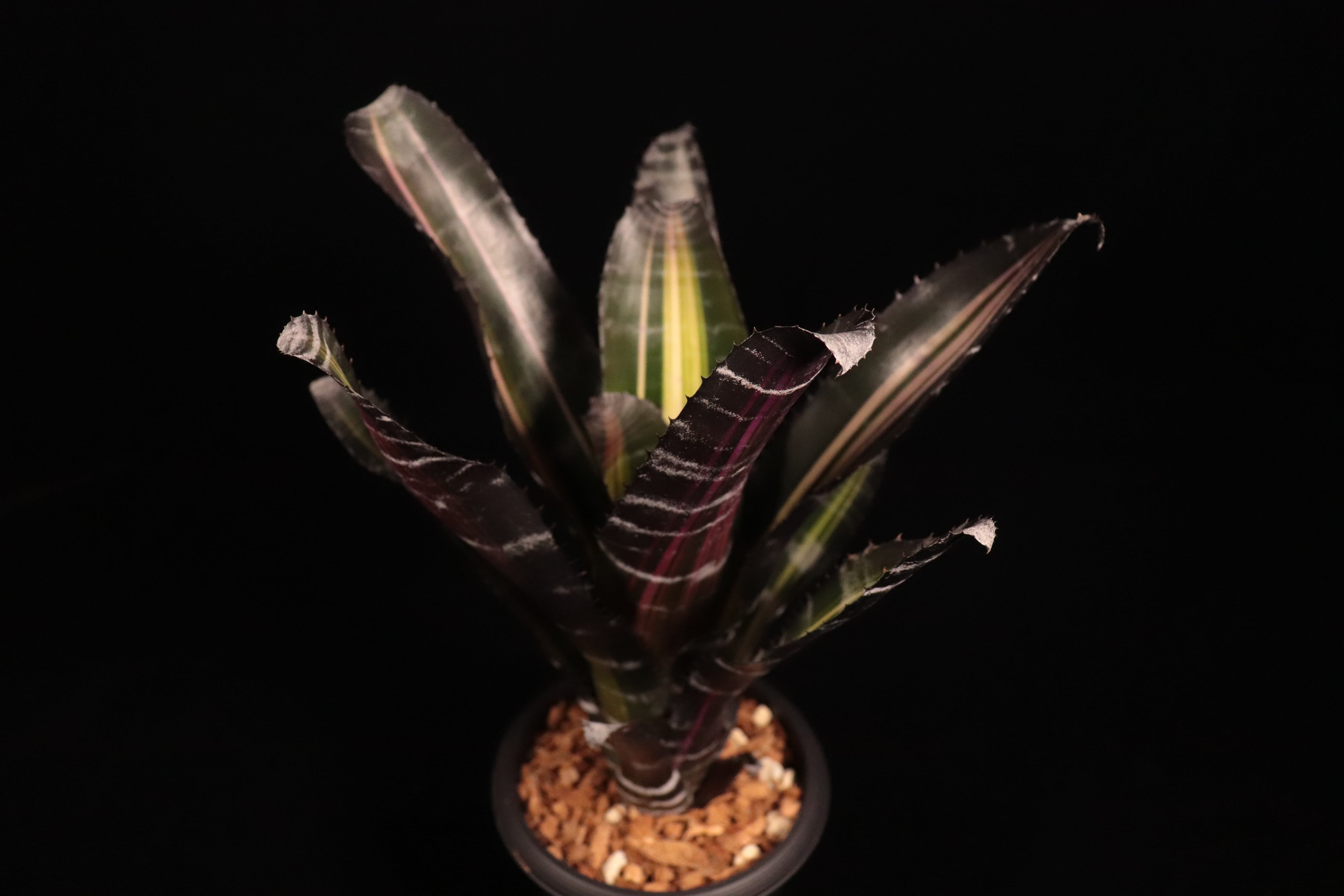 Aechmea 'Roberto Menescal'〔エクメア〕A204 | plane plants