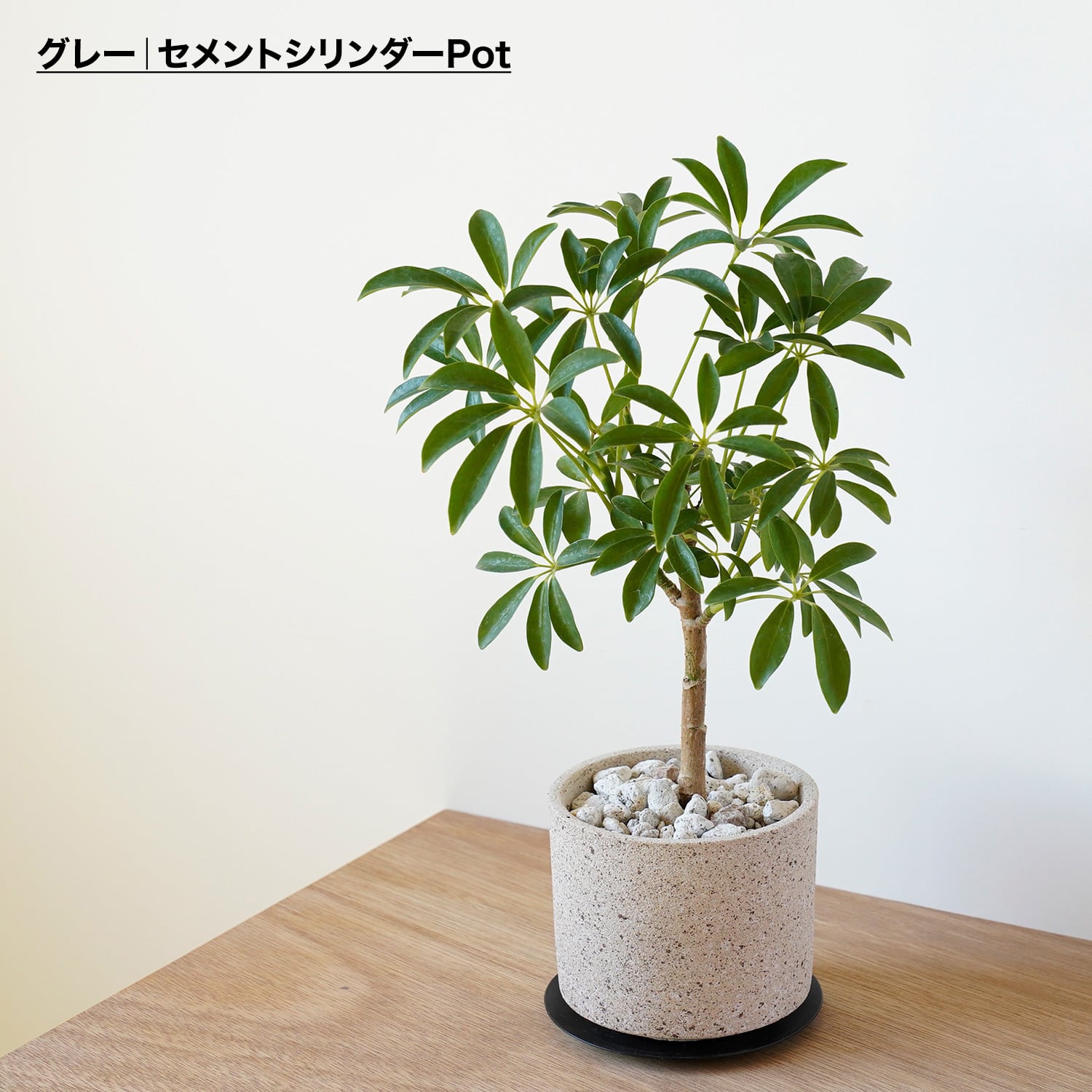 シェフレラ ホンコンコンパクタ | AYANAS（アヤナス）｜観葉植物の