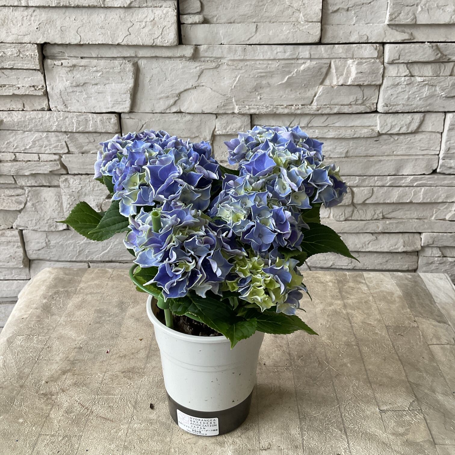 見切品】紫陽花 キャンディーハート 4号鉢 | 橋本種苗園