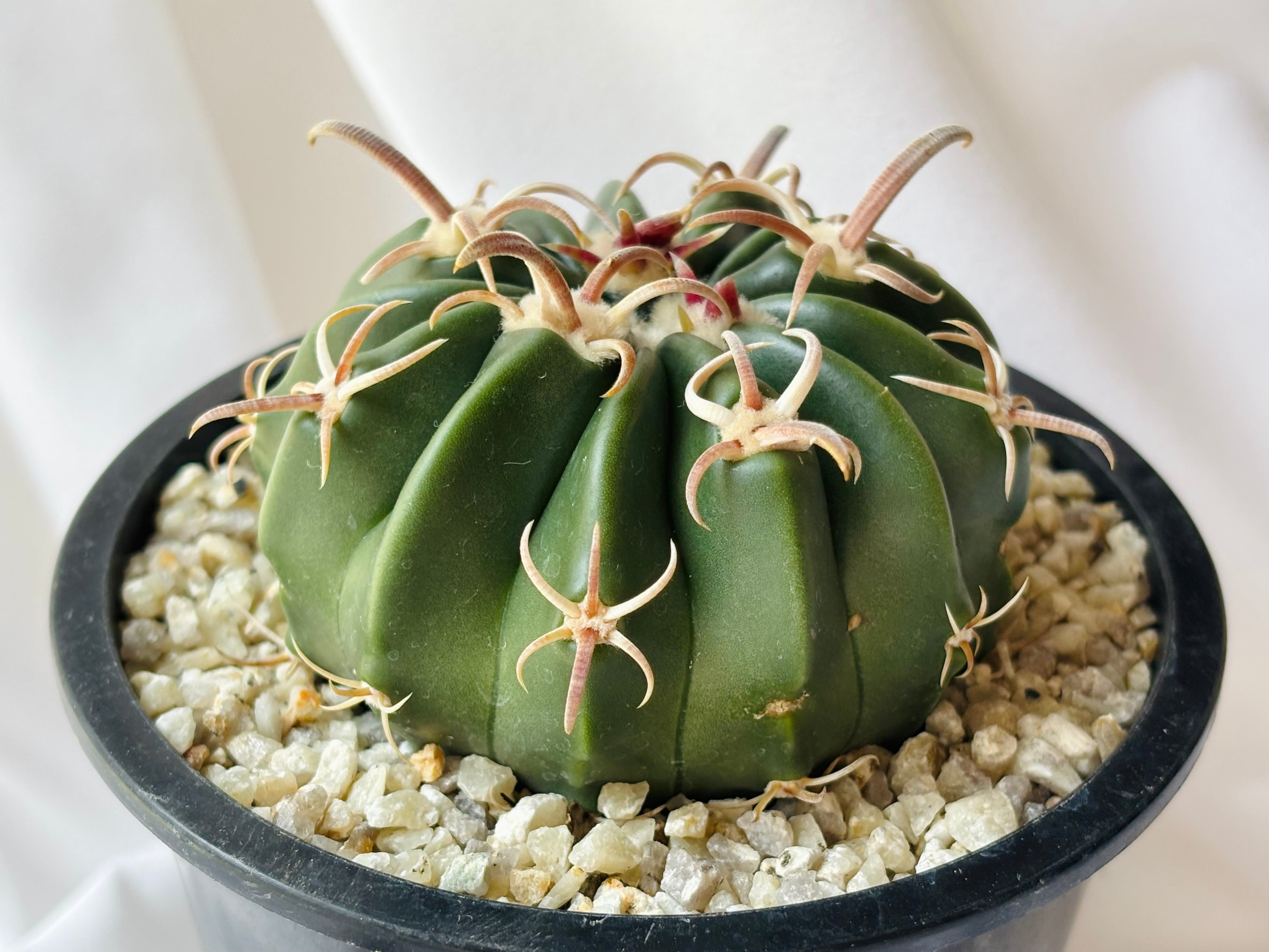 Echinocactus texensis エキノカクタス 綾波 武蔵 サボテン | plants