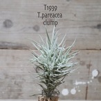 【送料無料】パレアセア クランプ〔エアプランツ〕現品発送T1939