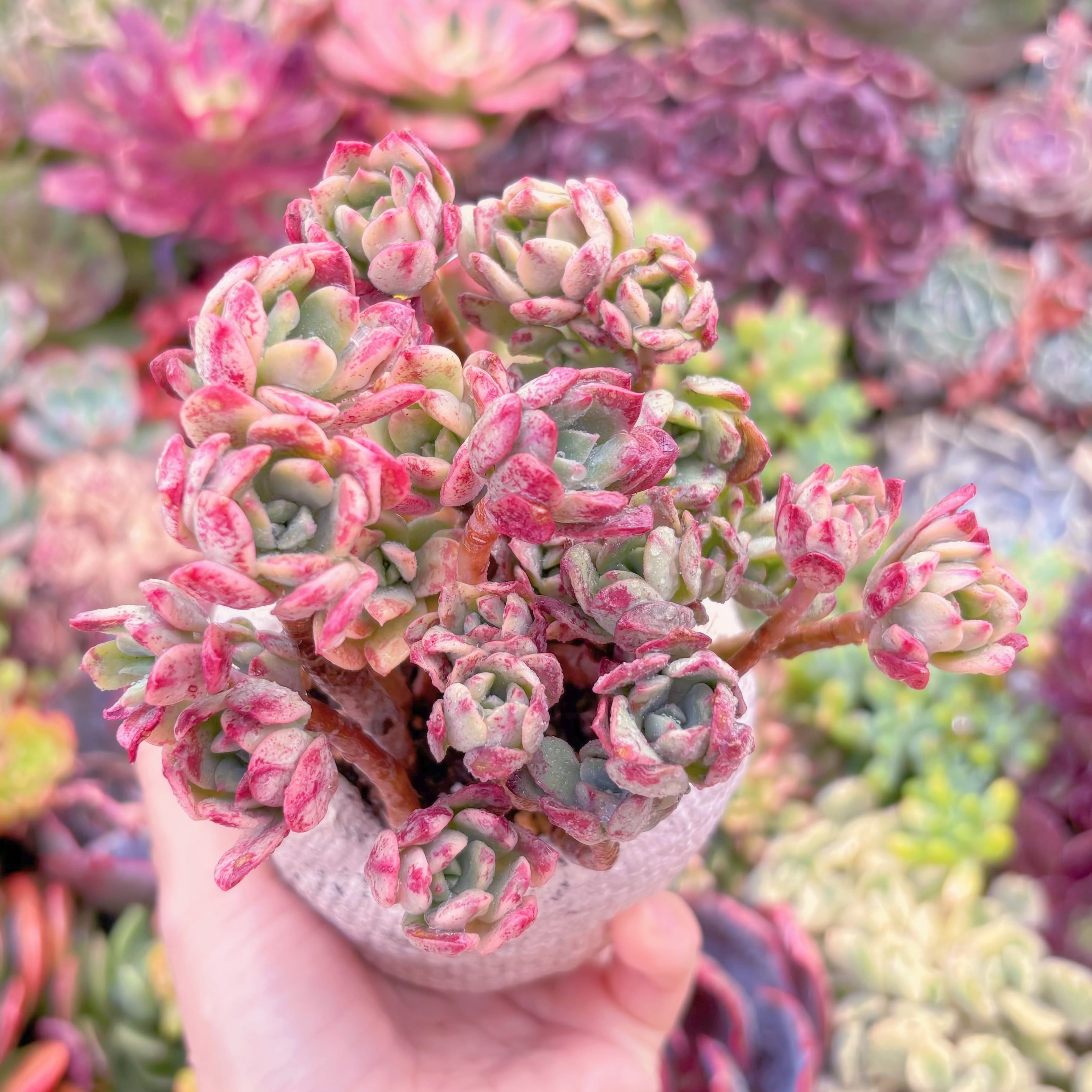 現品　ミニベル錦(黄斑)#893　るる農園