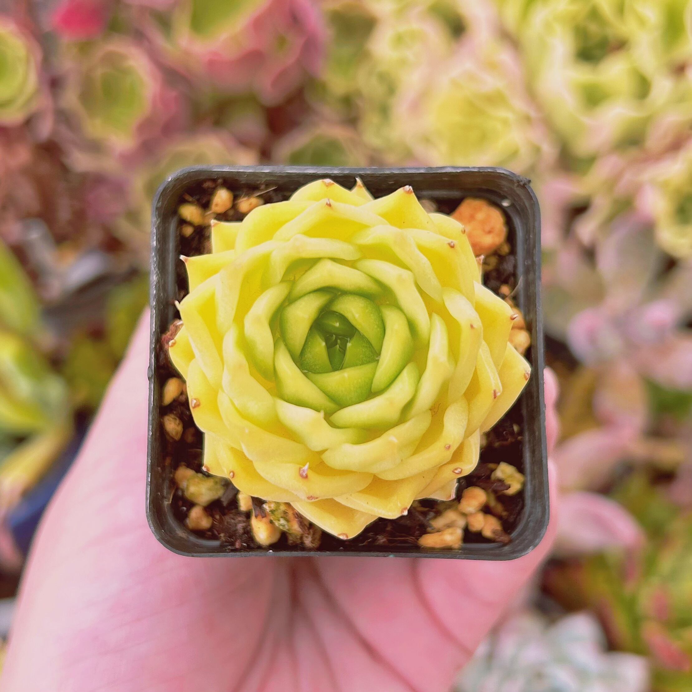 現物　多肉植物　杏奈　抜き苗