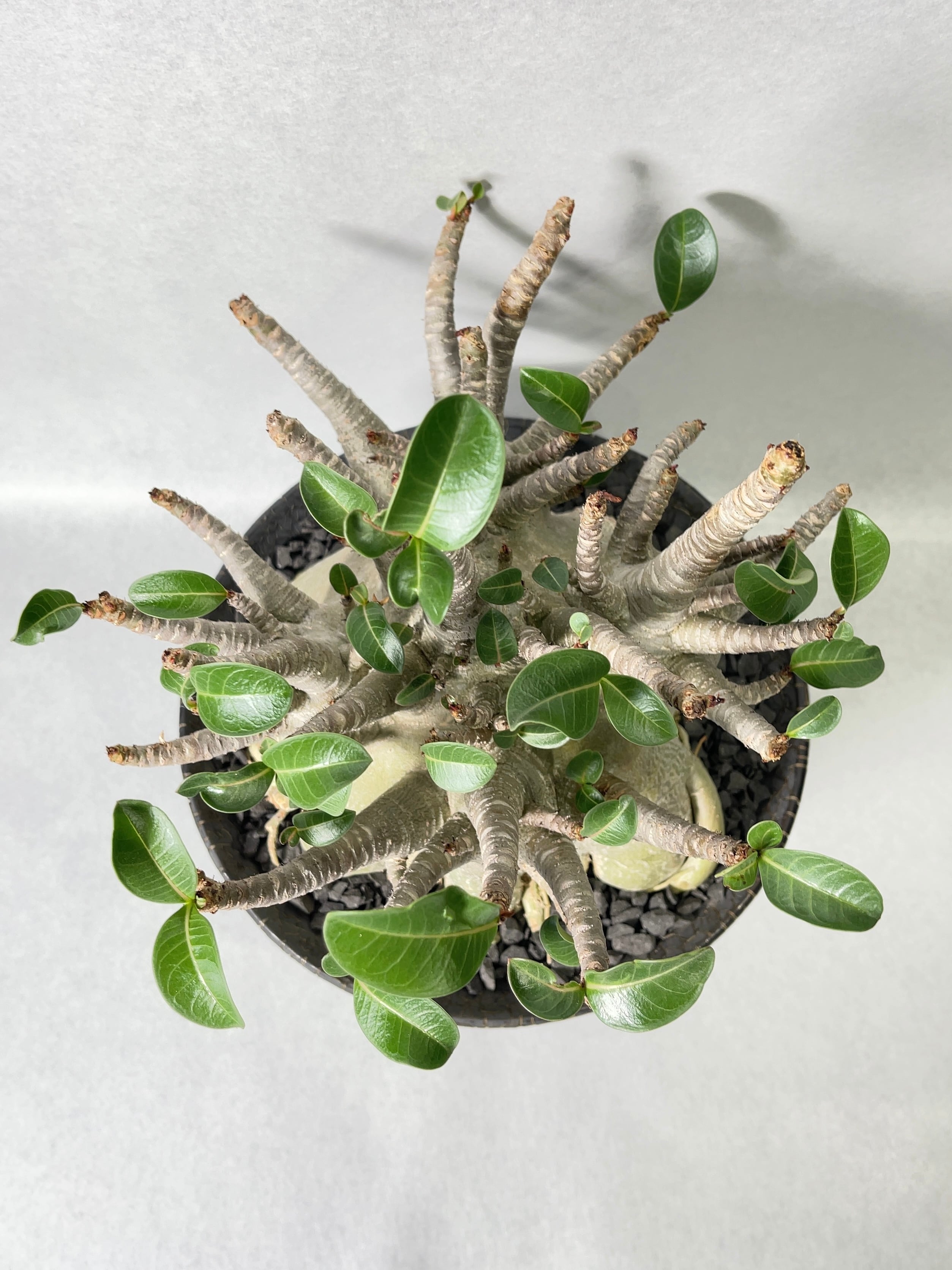 アデニウム・トンモン | trigger