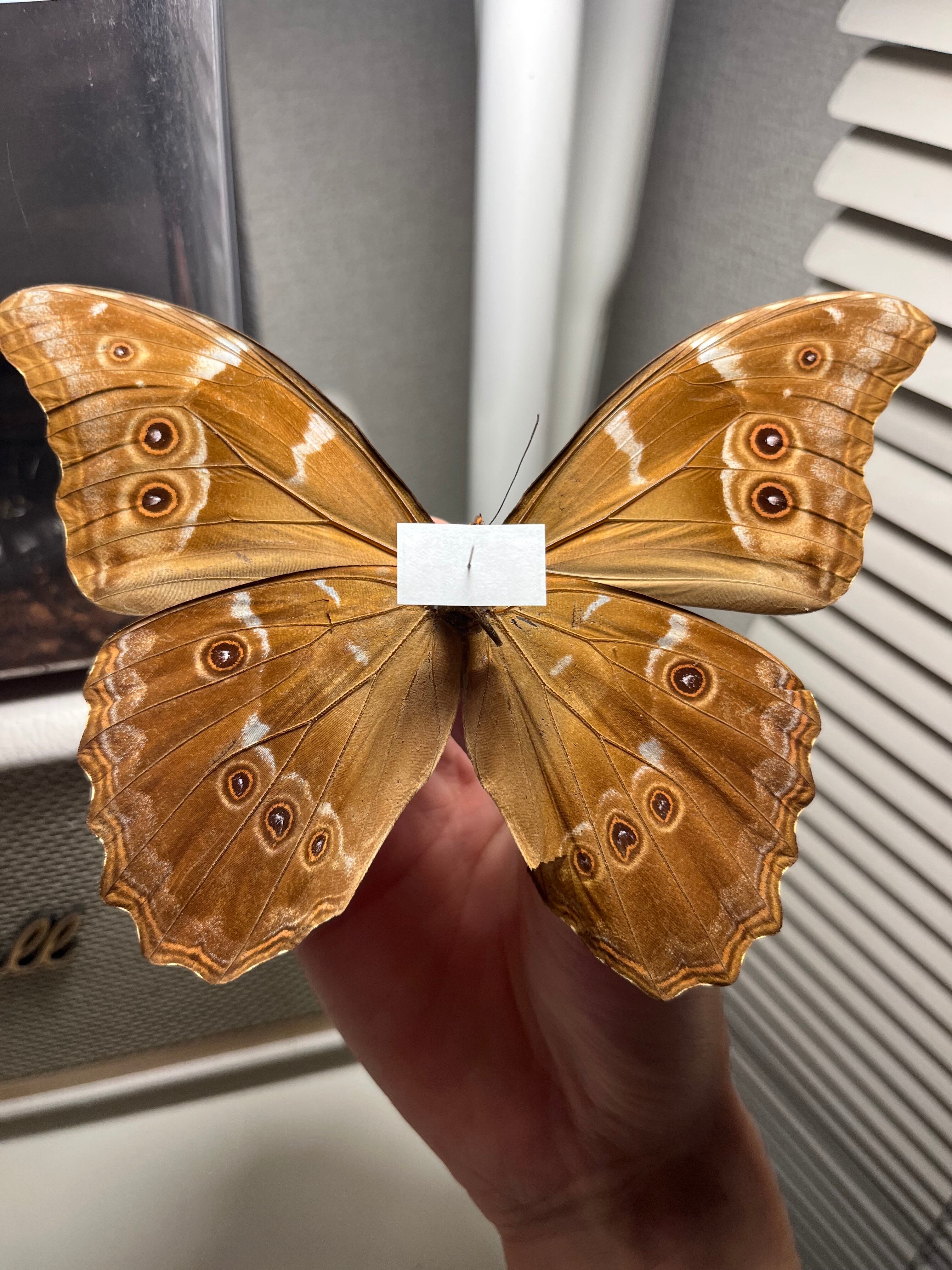 ディディウスモルフォ蝶 蛾ピカソモスモルフォチョウMorpho昆虫標本