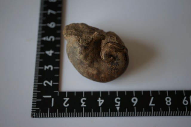 ボリビア産カタツムリ(腹足類)化石 Gastropod Fossil 1349