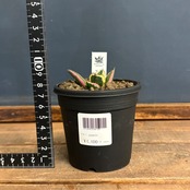 アガベ チタノタ スナグルトゥース【357】