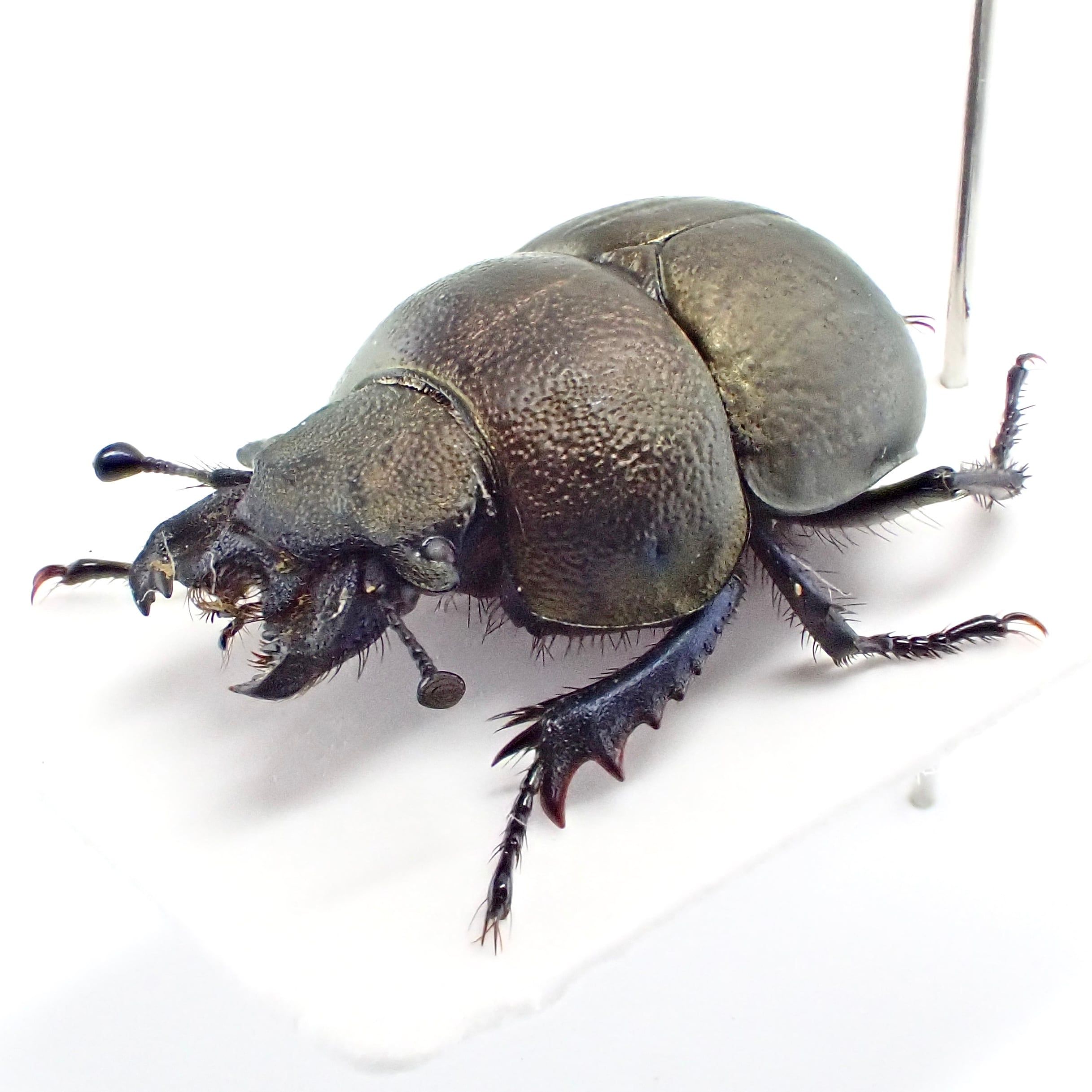 カザフスタン産 Lethrus microbuccis ♂♀ 14mm/12mm | 昆虫標本