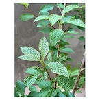 Forsythia viridissima 'Kumson'