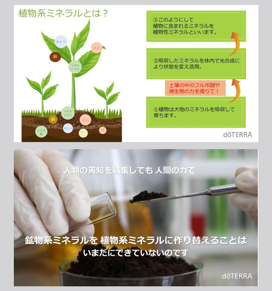 doTERRA PHOSSIL ミネラル プルーン ドテラ | Blossom doTERRA PHOSSIL ミネラル プルーン ドテラ | Blossom