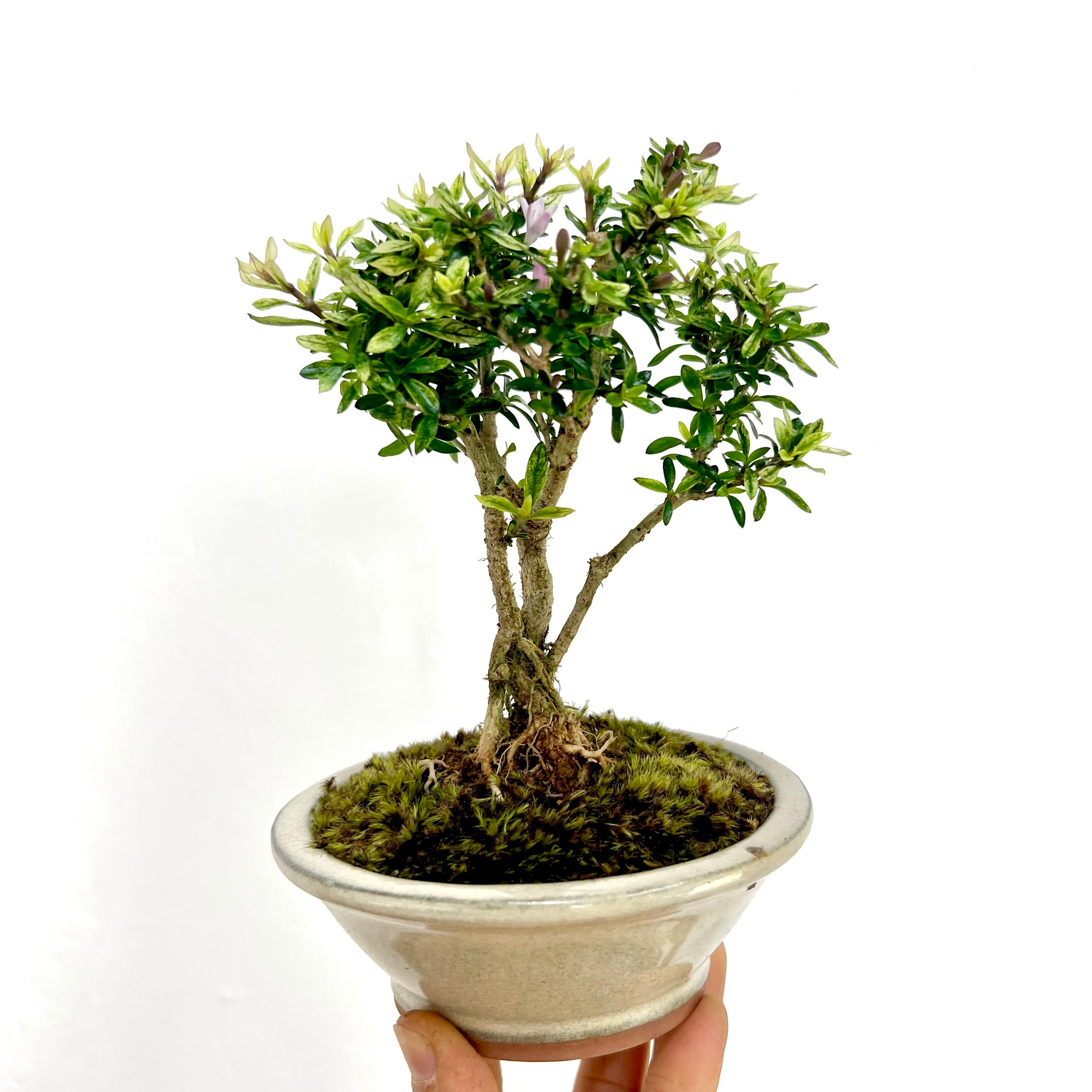 香丁木（コウチョウギ）｜花付き・蕾付きの一点物｜高さ約20cm