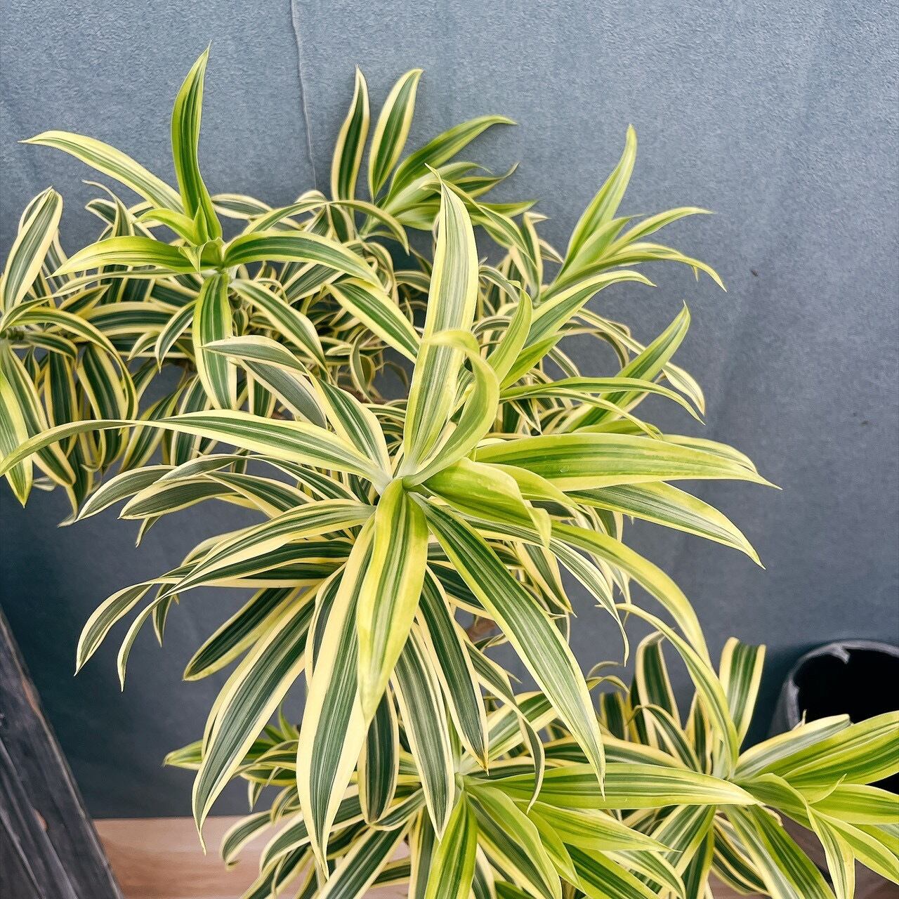 ソングオブインディア　高さ約110㌢ 現品］44番 ドラセナ ソングオブインディア 7号 観葉植物 室内 斑入り