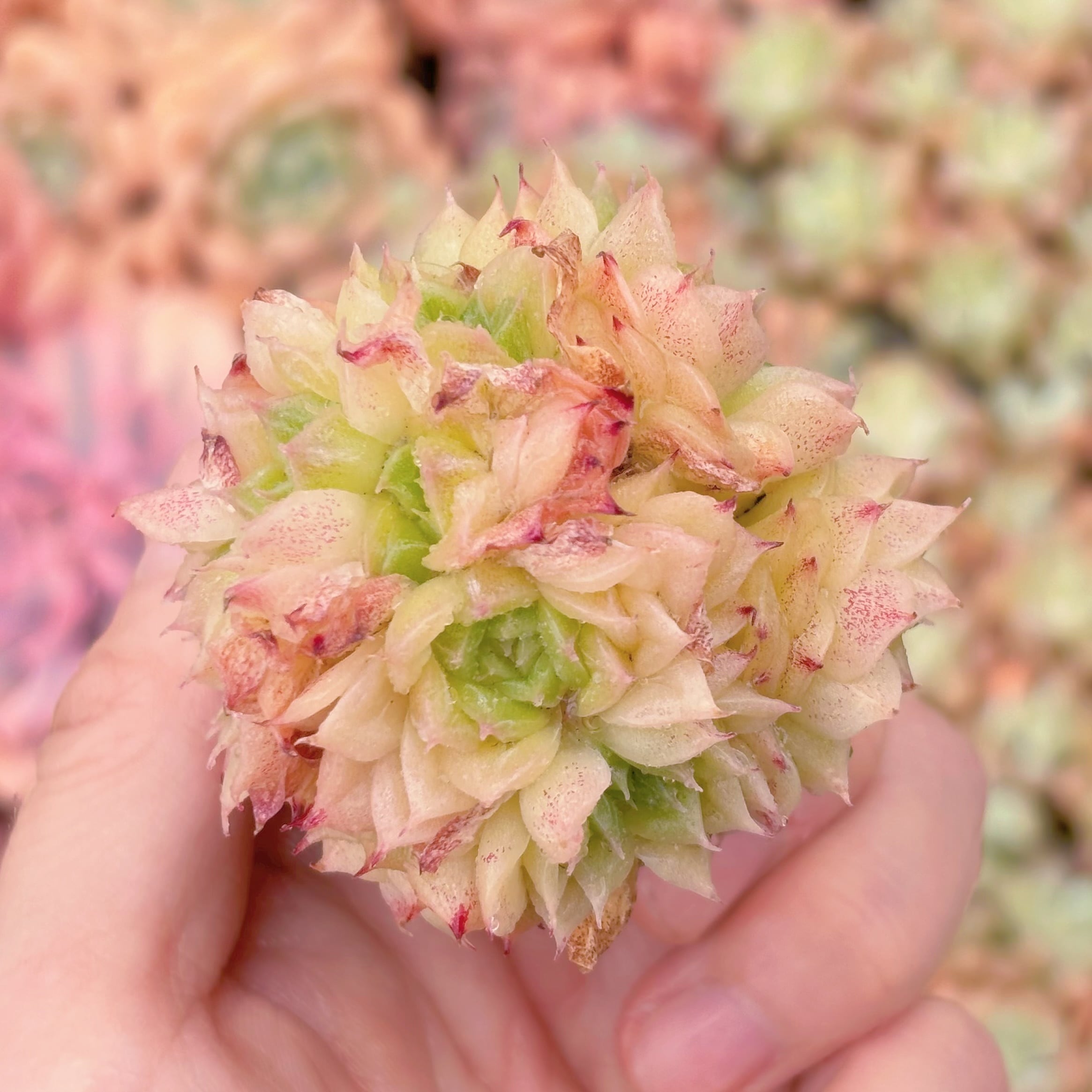 多肉植物　レッドスワン　新入荷　るる農園