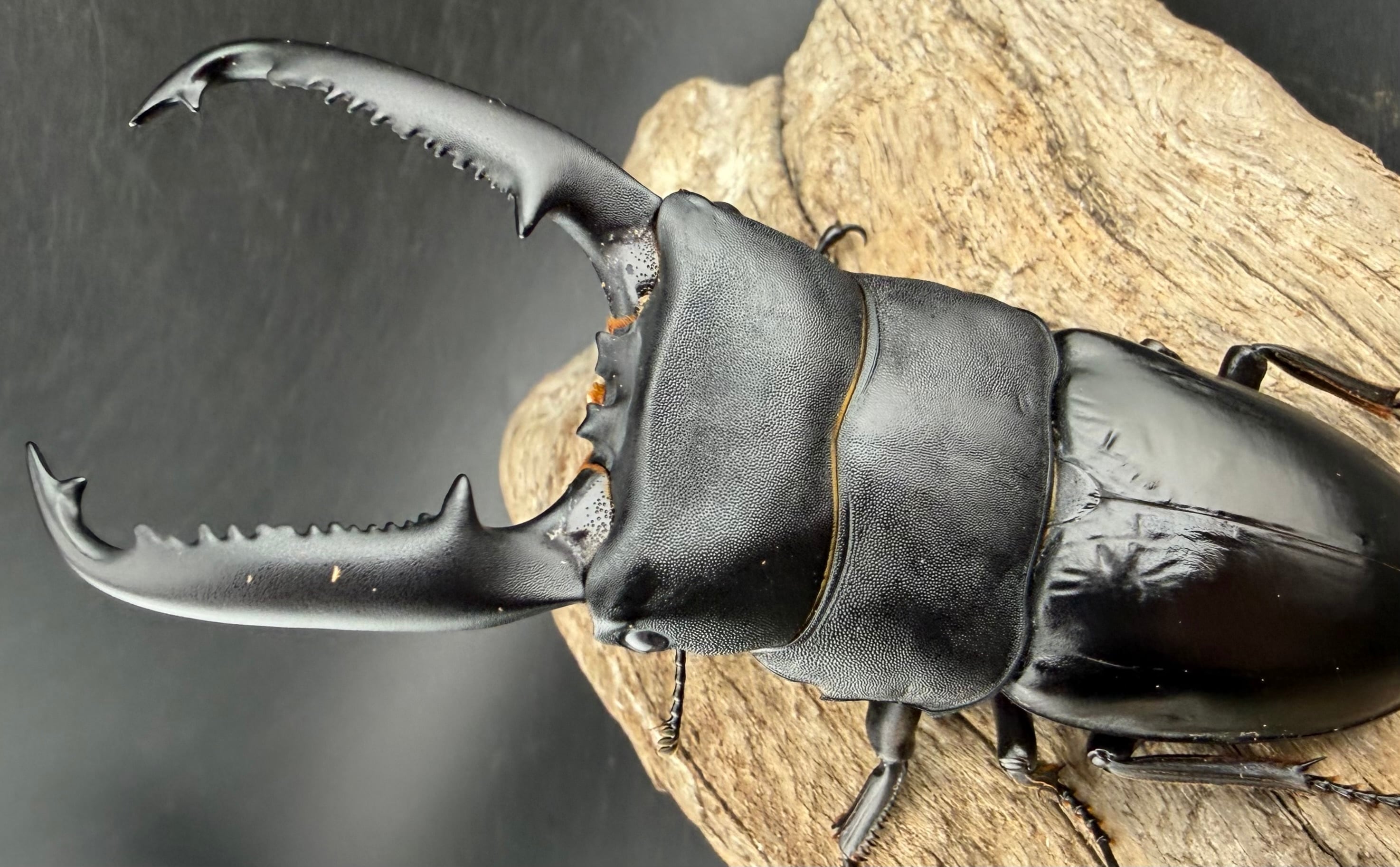 パラワンオオヒラタ マンタリガハン産 102mm ペア》 | KPW公式