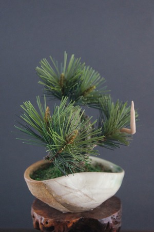 盆栽 錦松 Pinetree Bonsai #81