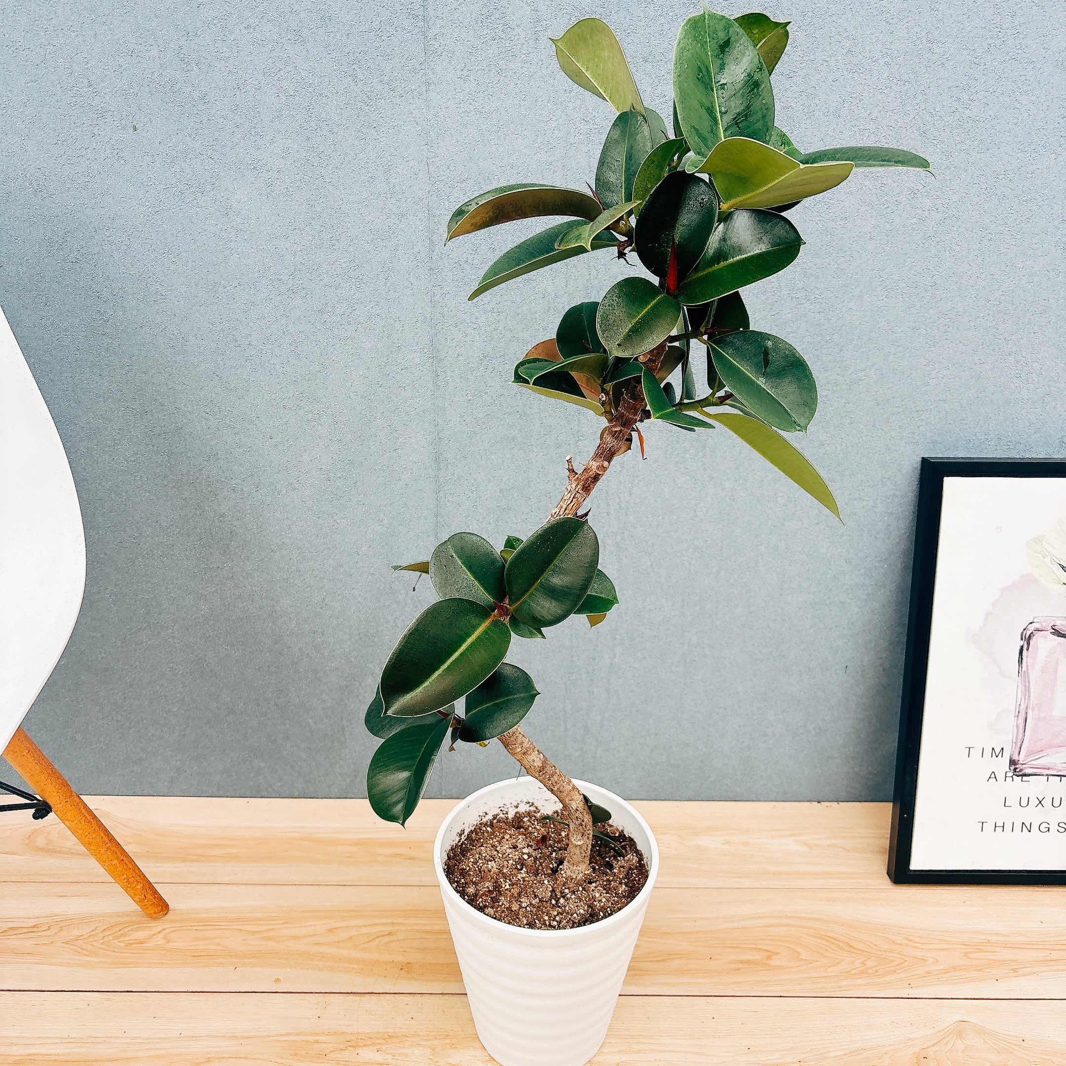 現品］1番 ドラセナ コンシンネ トリカラー 8号 観葉植物 室内 大型