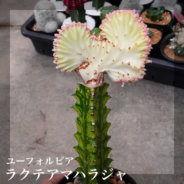 個性的なサボテンのような植物！極美【マハラジャ 1】ユーフォルビア　Euphorbia lactea f. cristata